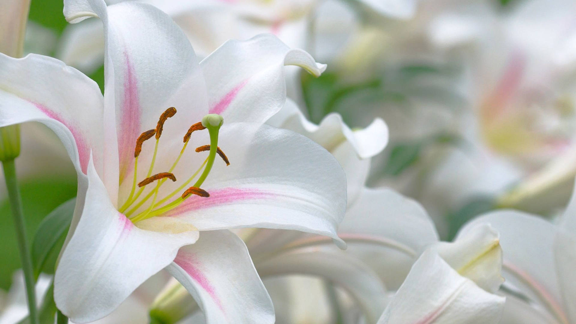 Oriental White Lily Flowers Background