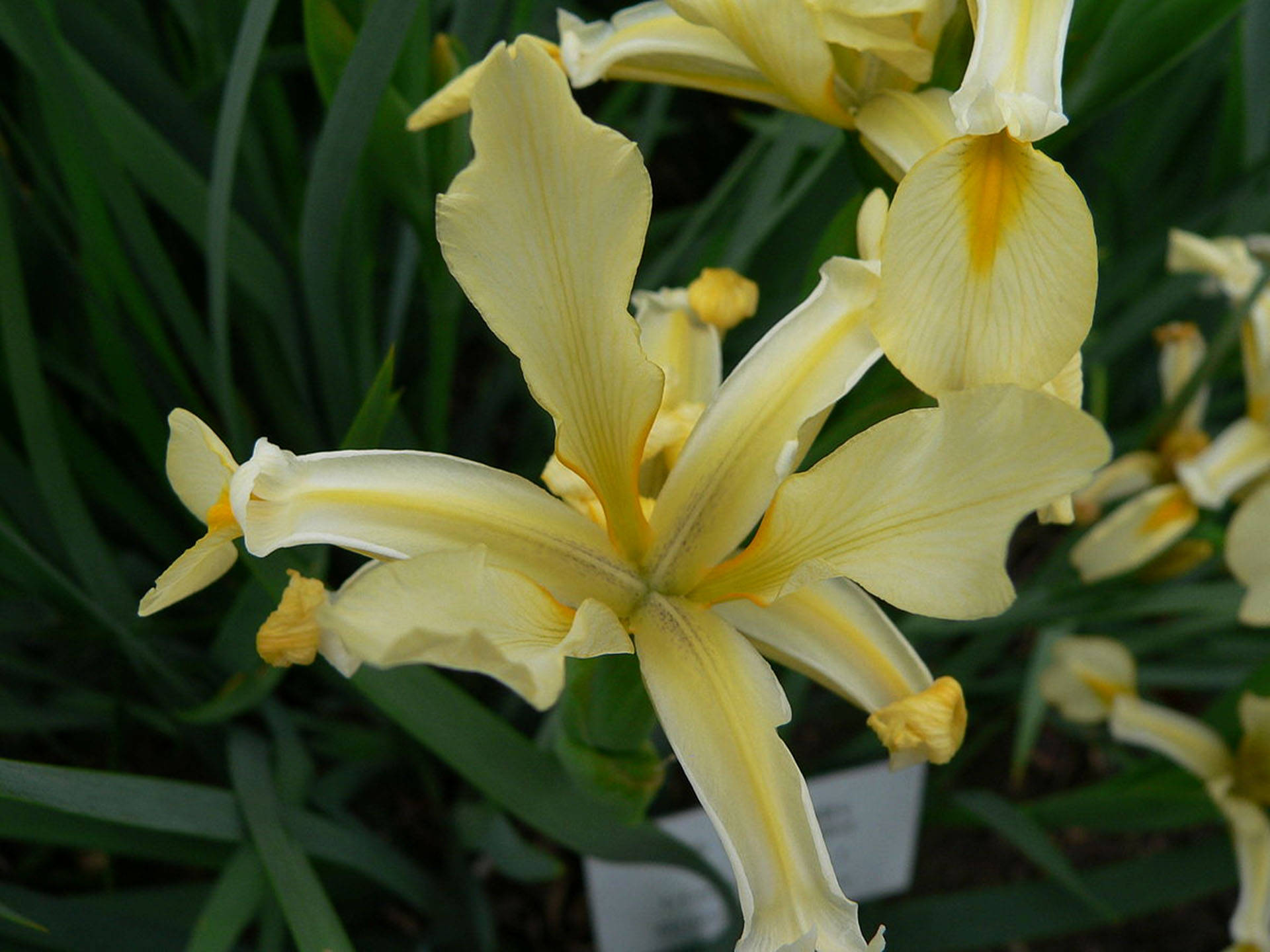 Orientalis Iris Flower Background