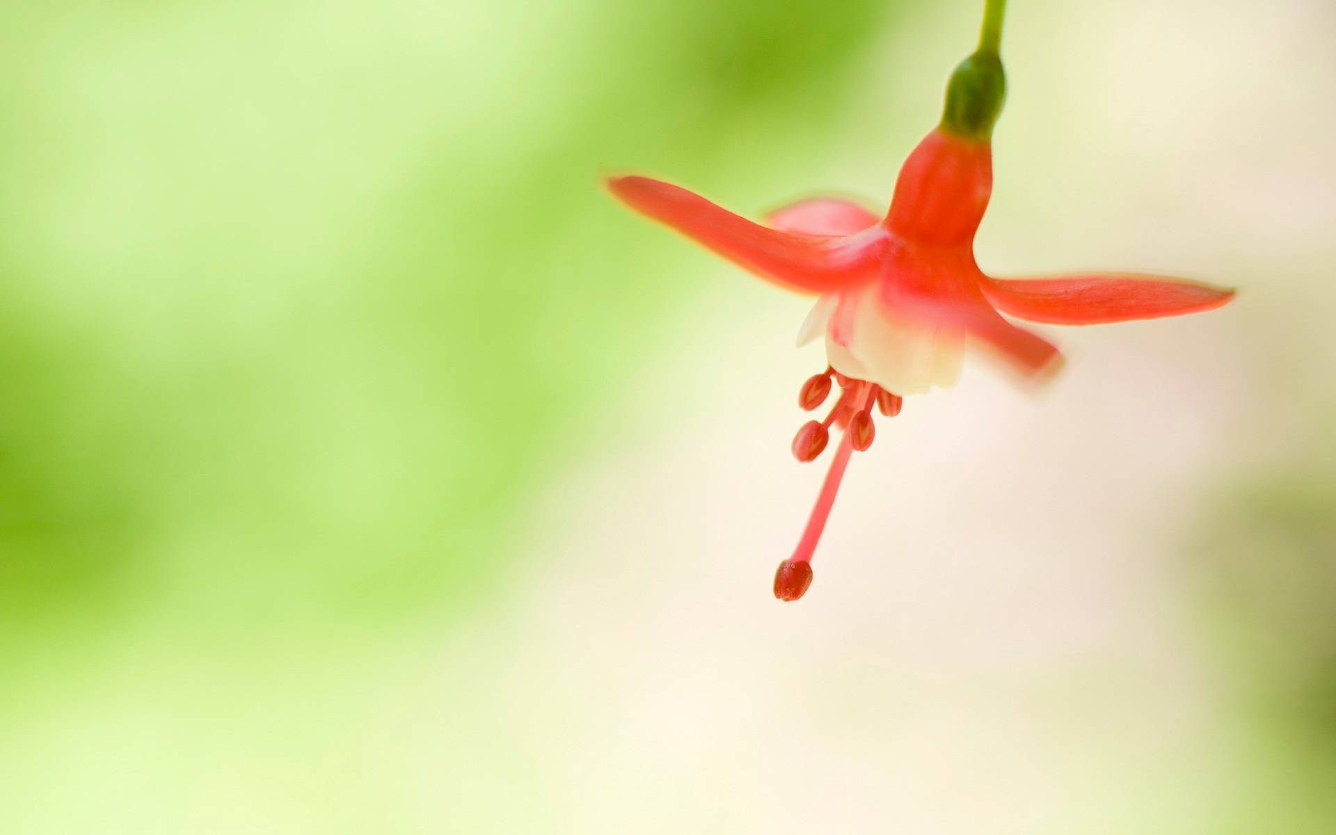 Original Windows Flower Blossom Background