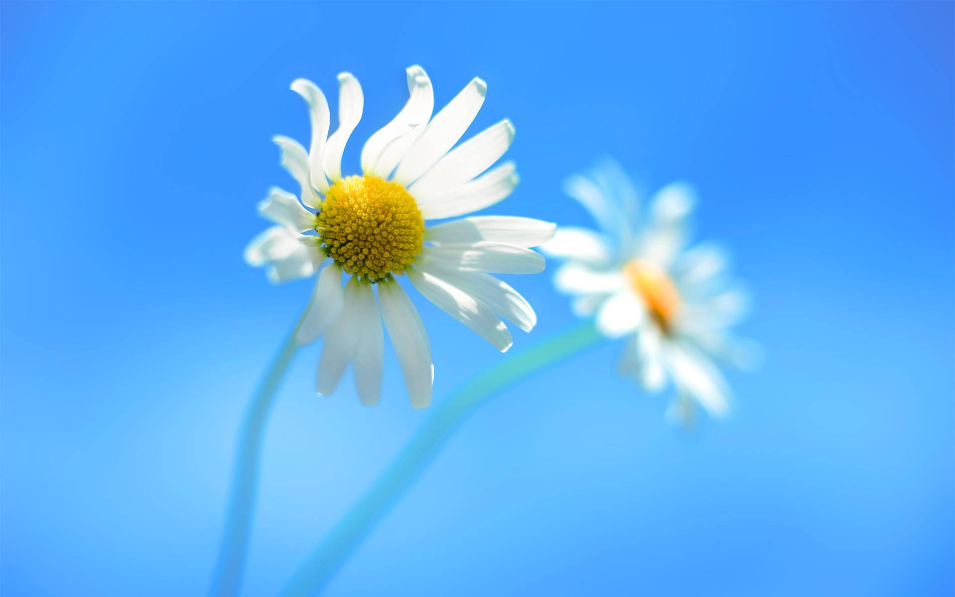 Original Windows Two Daisies Background