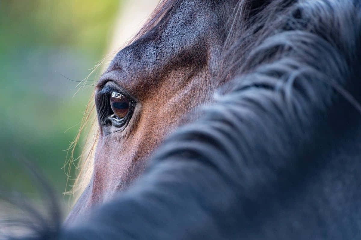 Ornery Brown Hairy Horse Background