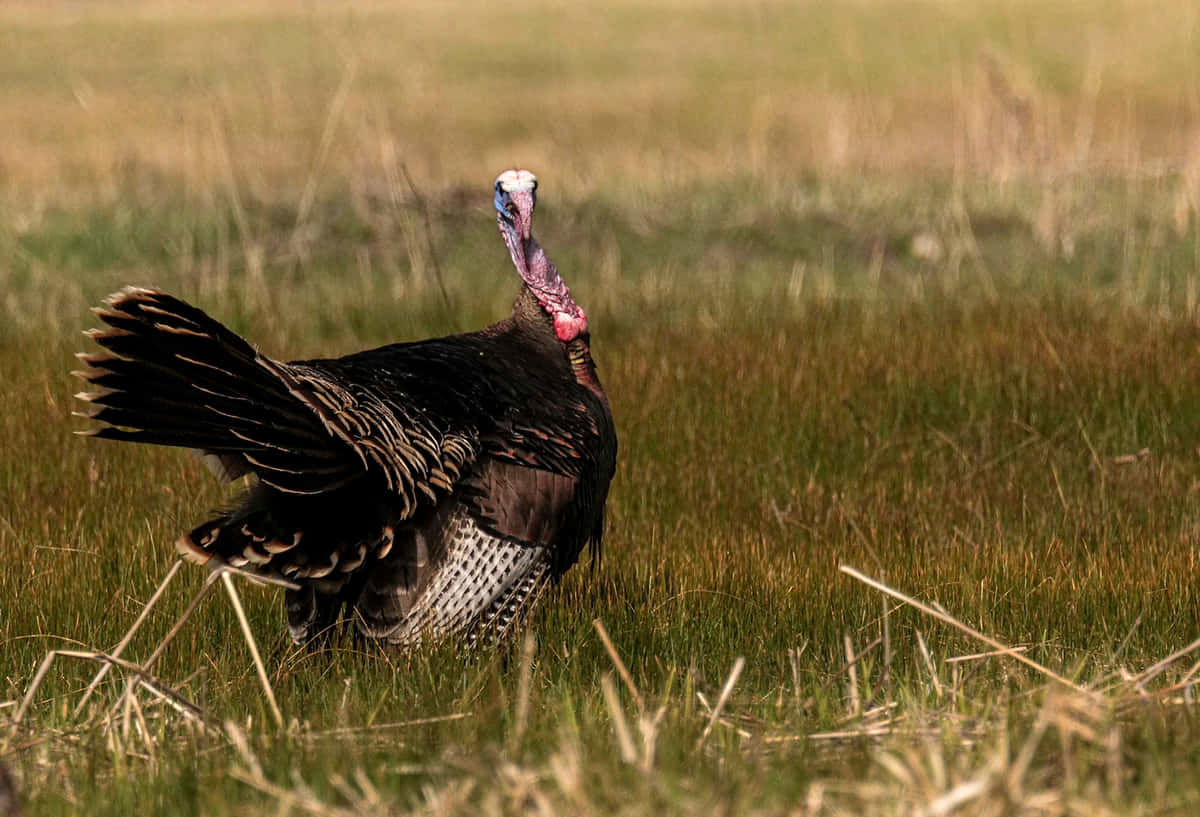 Ornery Wild Turkey In Grass Background
