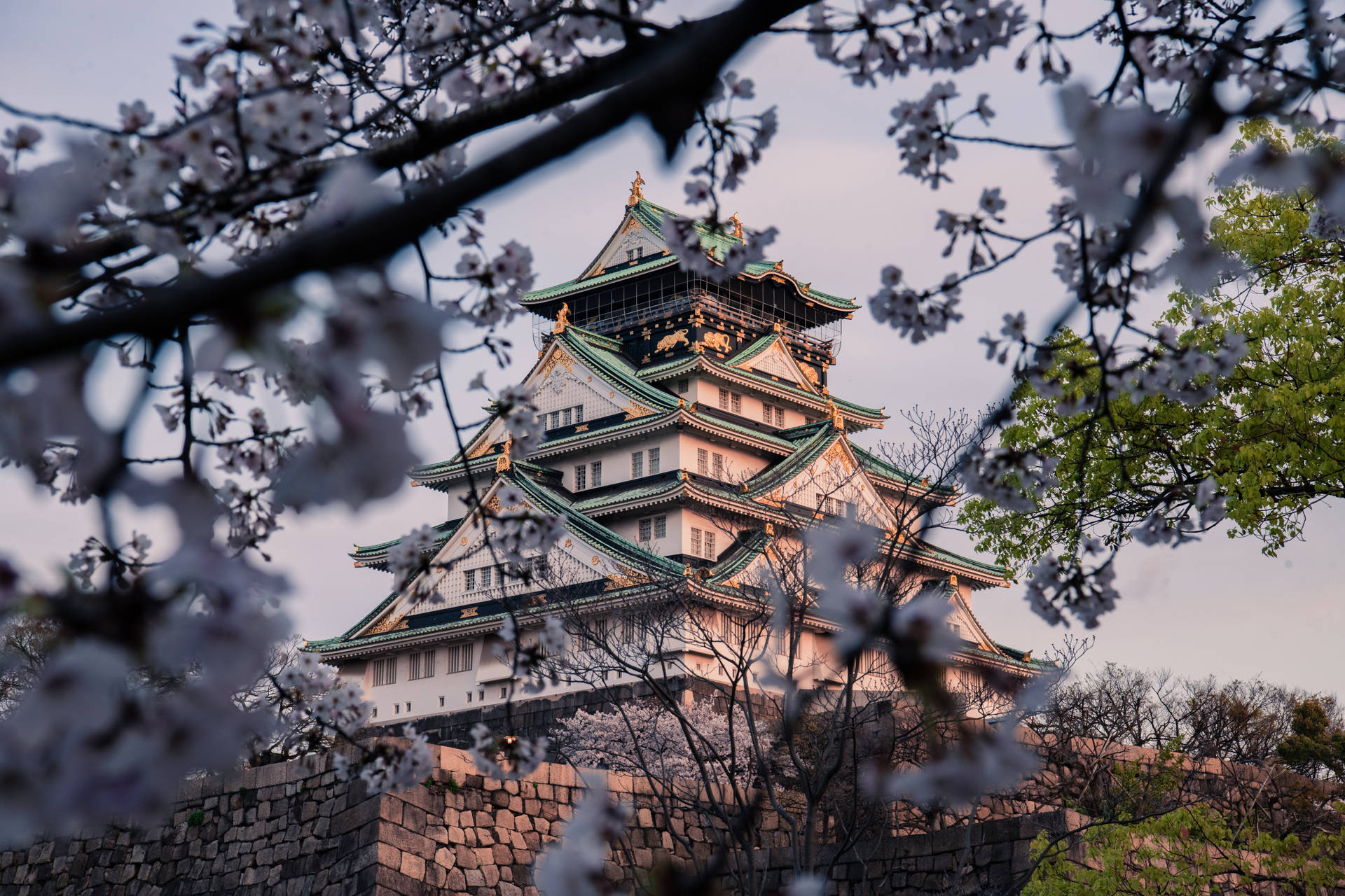 Osaka Castle Sakura Season Background