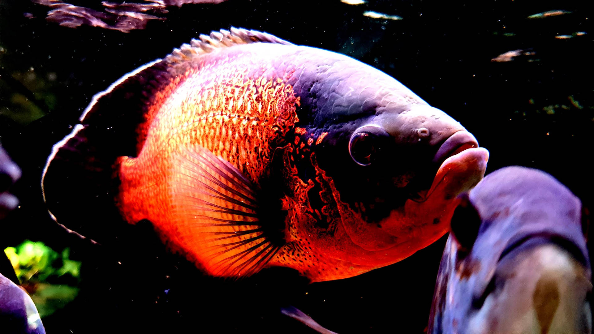 Oscar Cool Fish Background