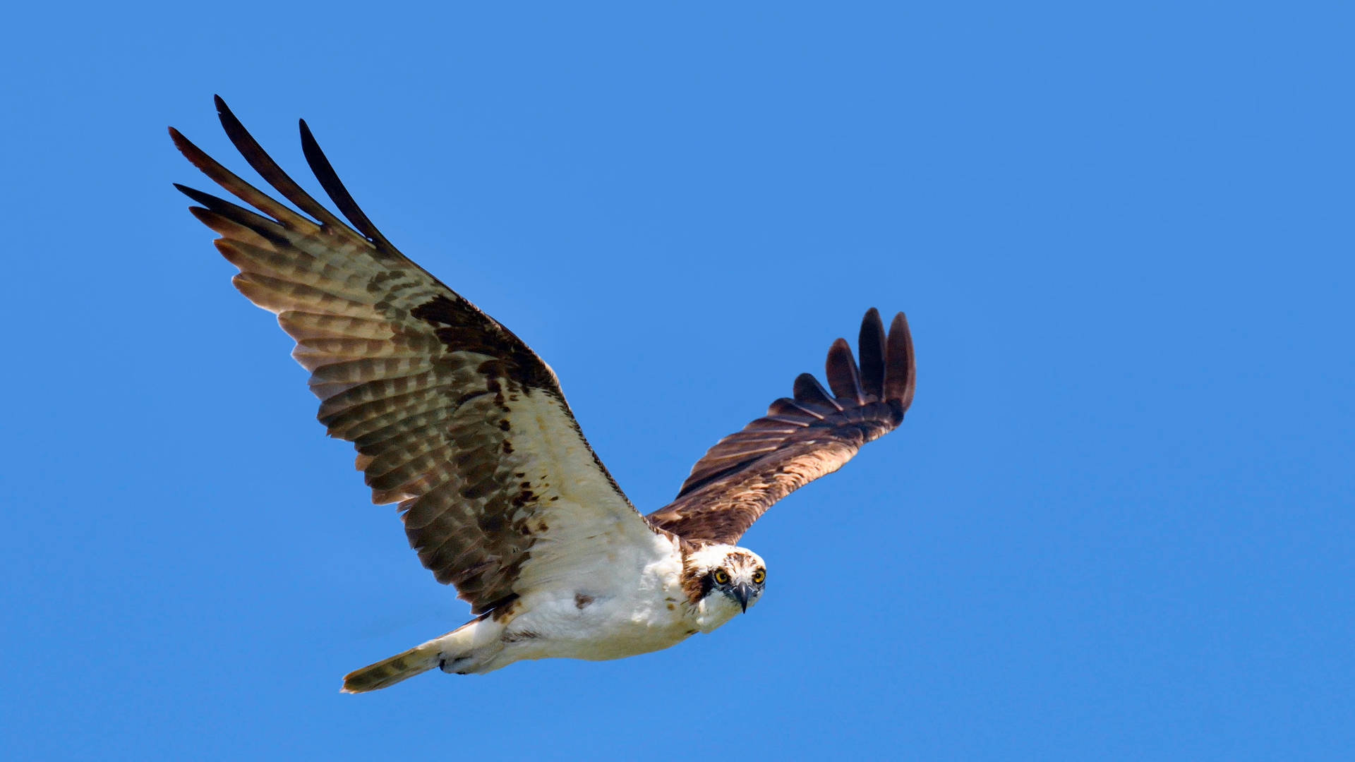 Osprey Blue Backdrop Everglades National Park Background