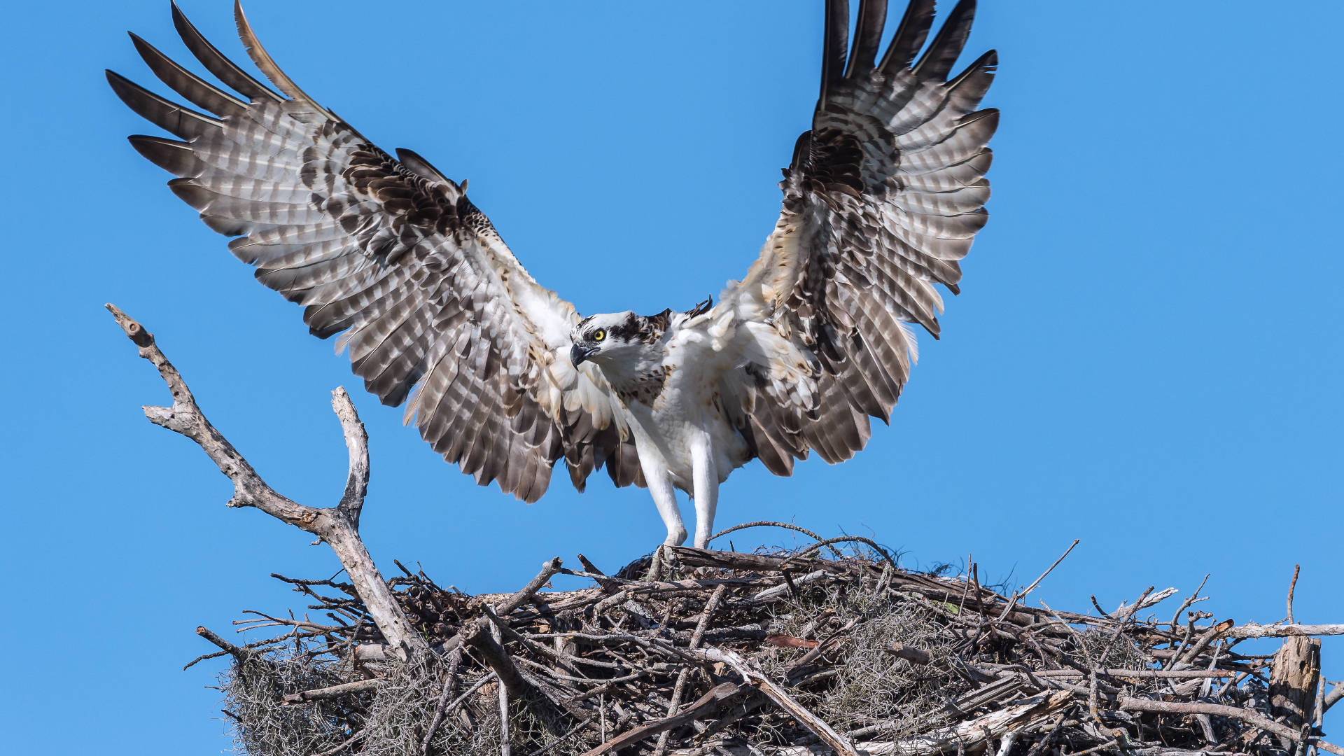 Osprey Everglades National Park