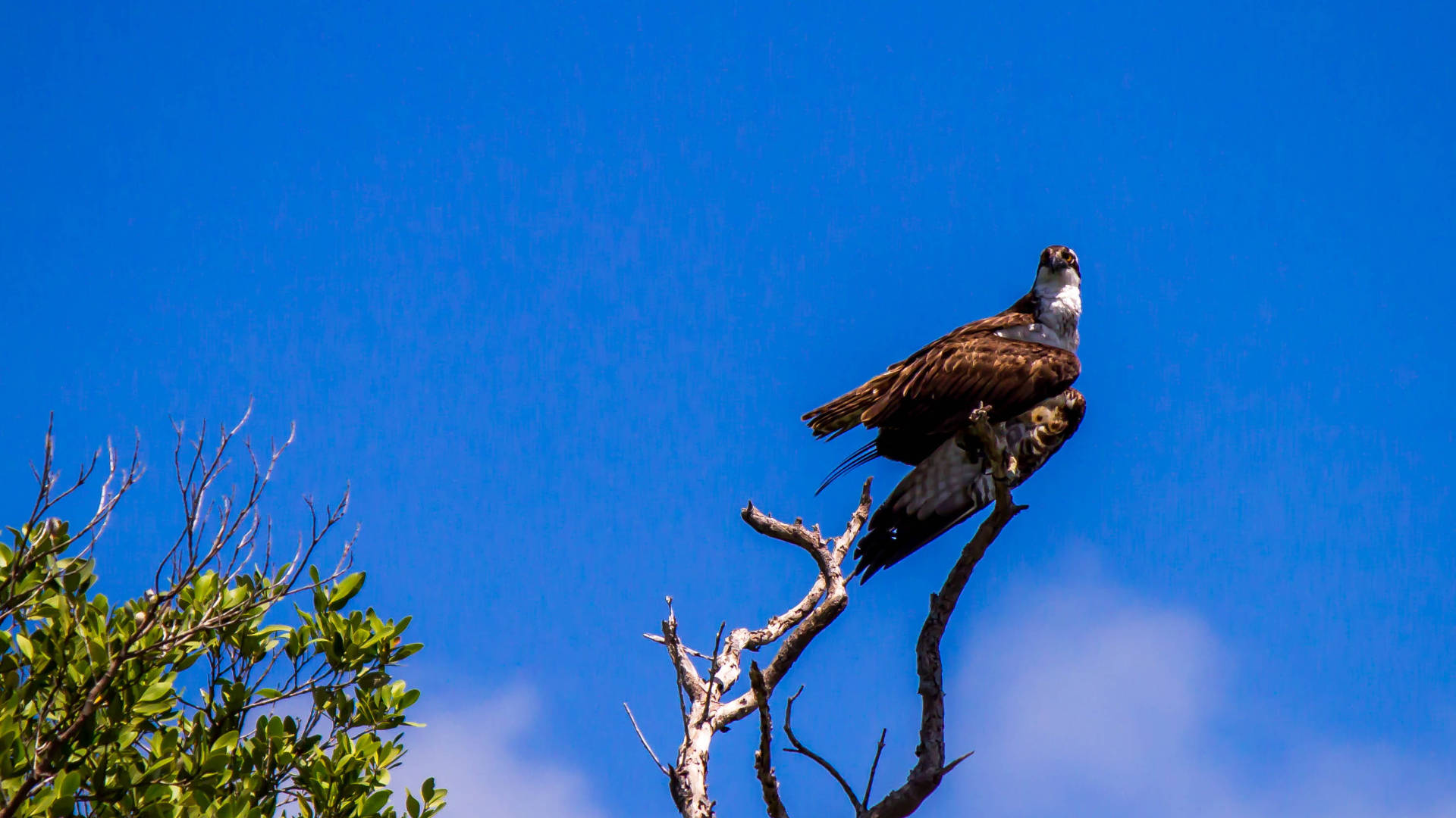 Osprey On Tree Everglades National Park Background