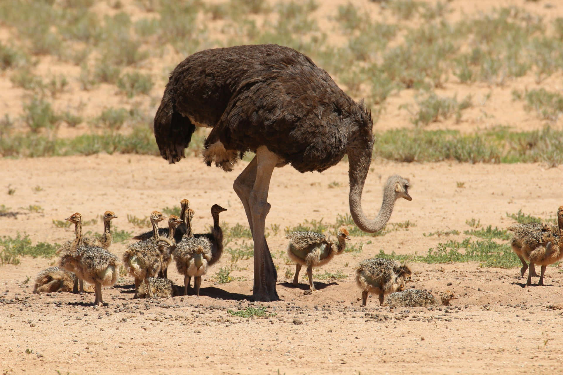 Ostrich_and_ Chicks_in_ Desert_ Habitat.jpg Background