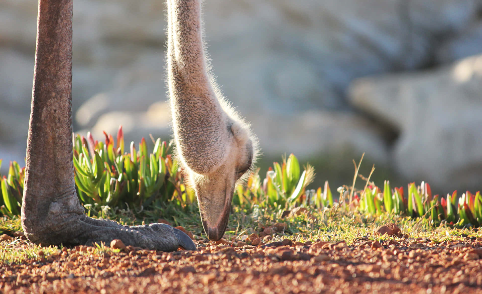 Ostrich Foragingin Nature.jpg Background