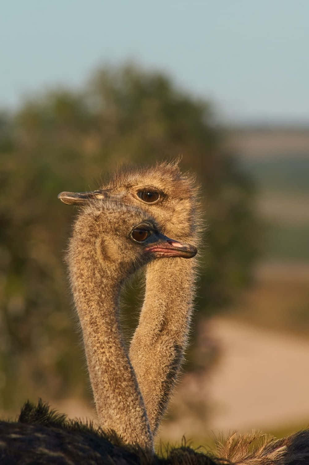 Ostrich Head Close Up Outdoors