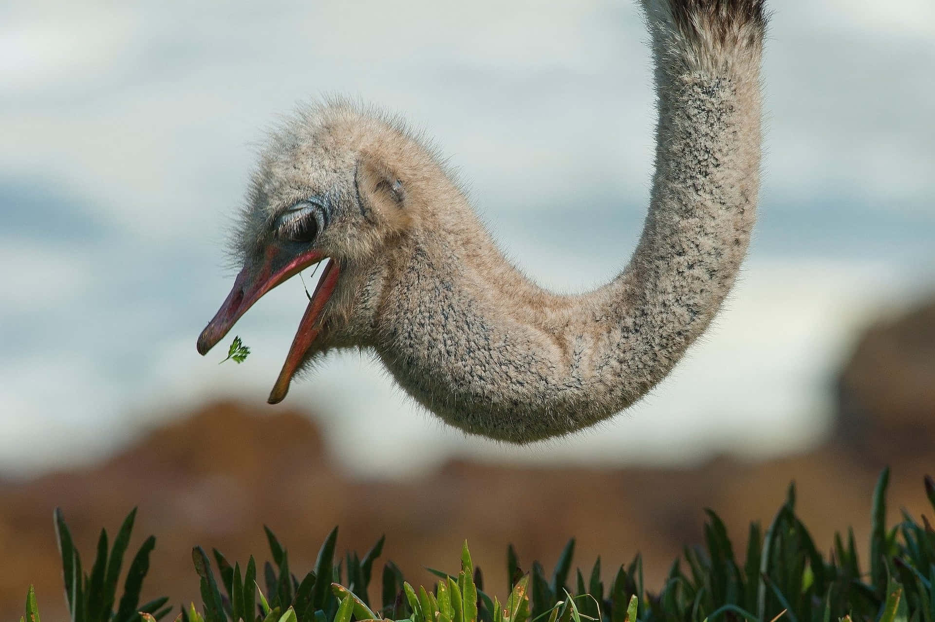 Ostrich Head Close Up Background