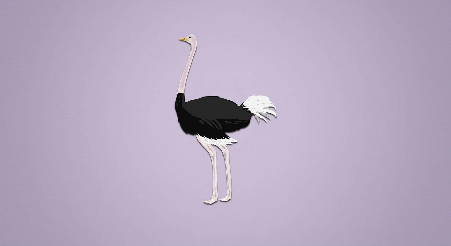 Ostrich Illustration Purple Background Background