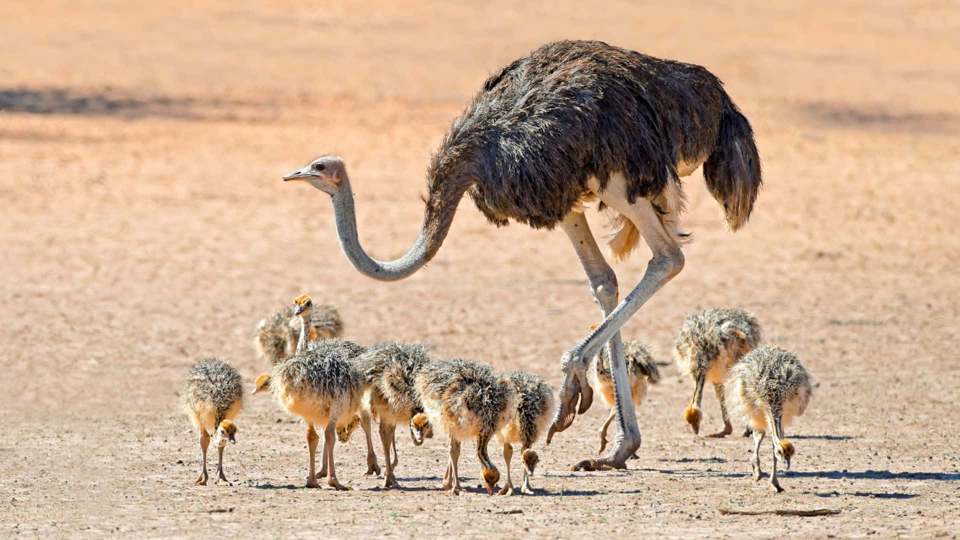 Ostrich Motherwith Chicks Walking Background