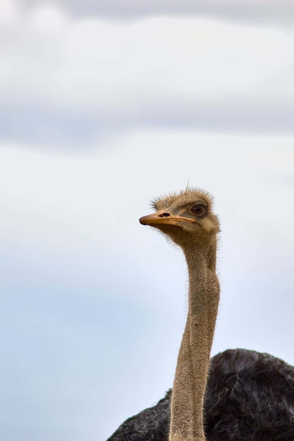 Ostrich Portrait Against Sky