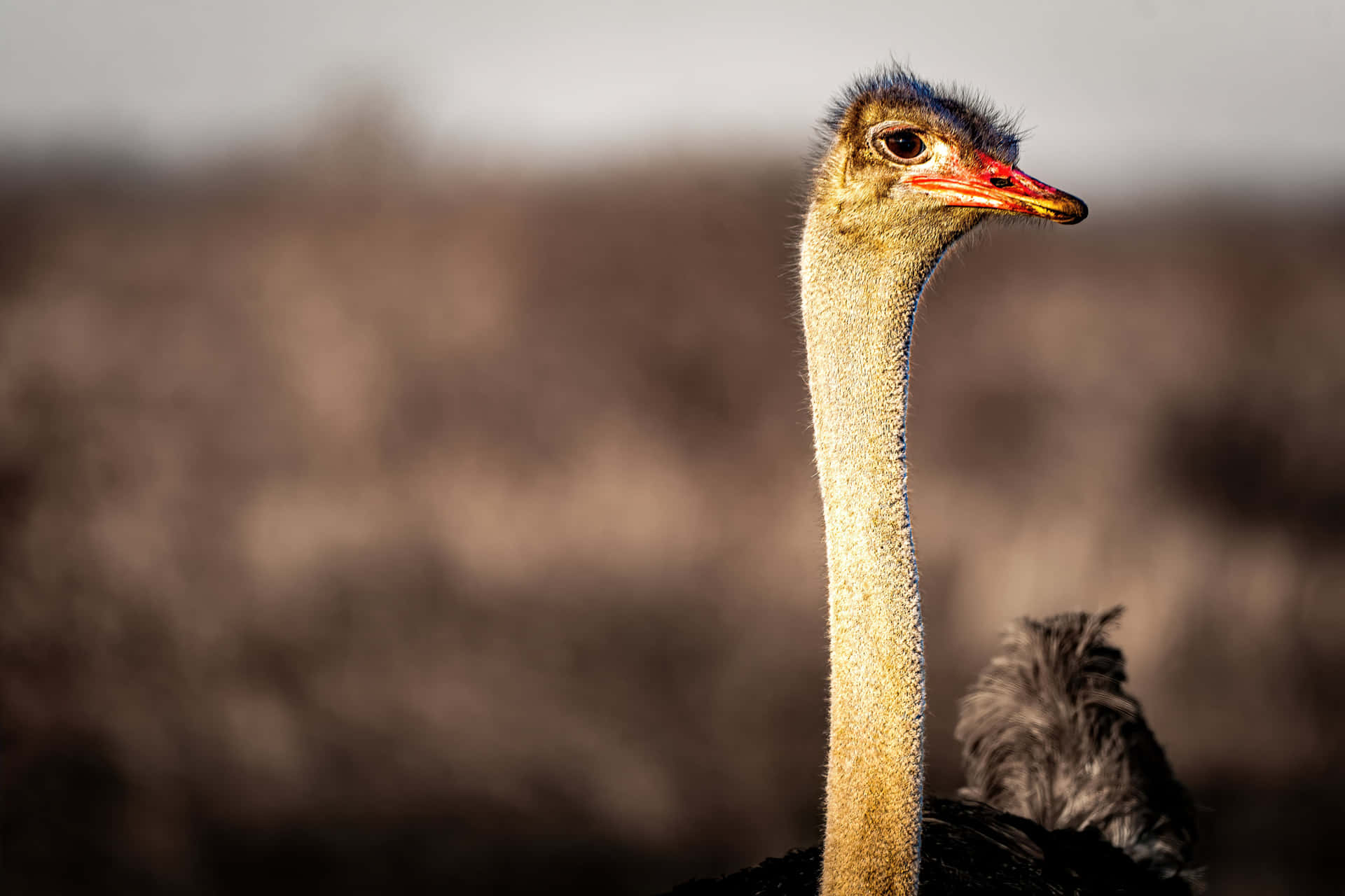 Ostrich Portraitin Natural Habitat.jpg Background