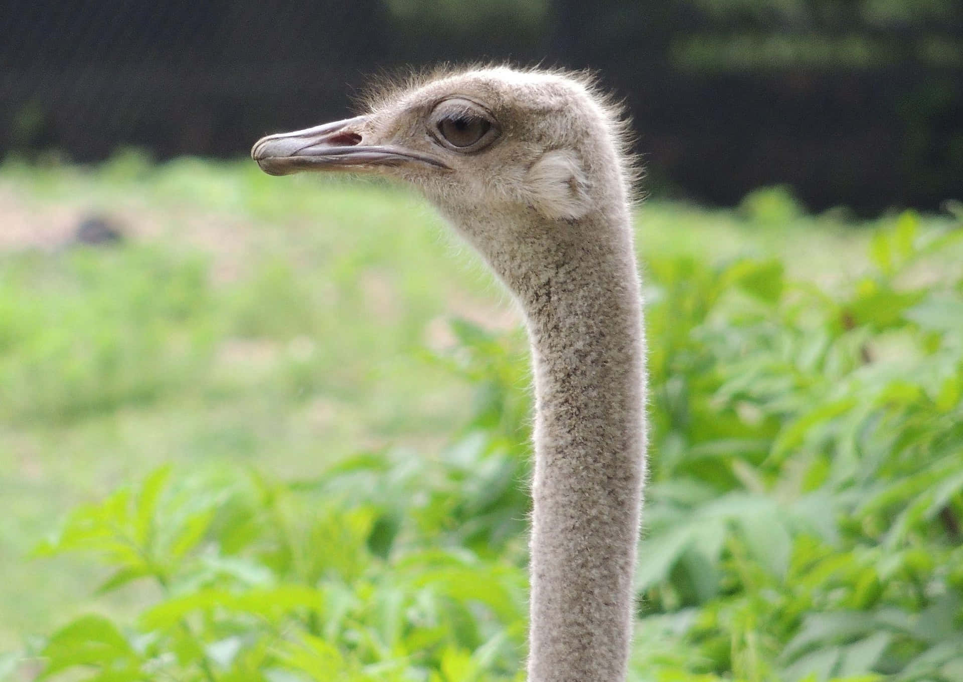 Ostrich Profile Portrait