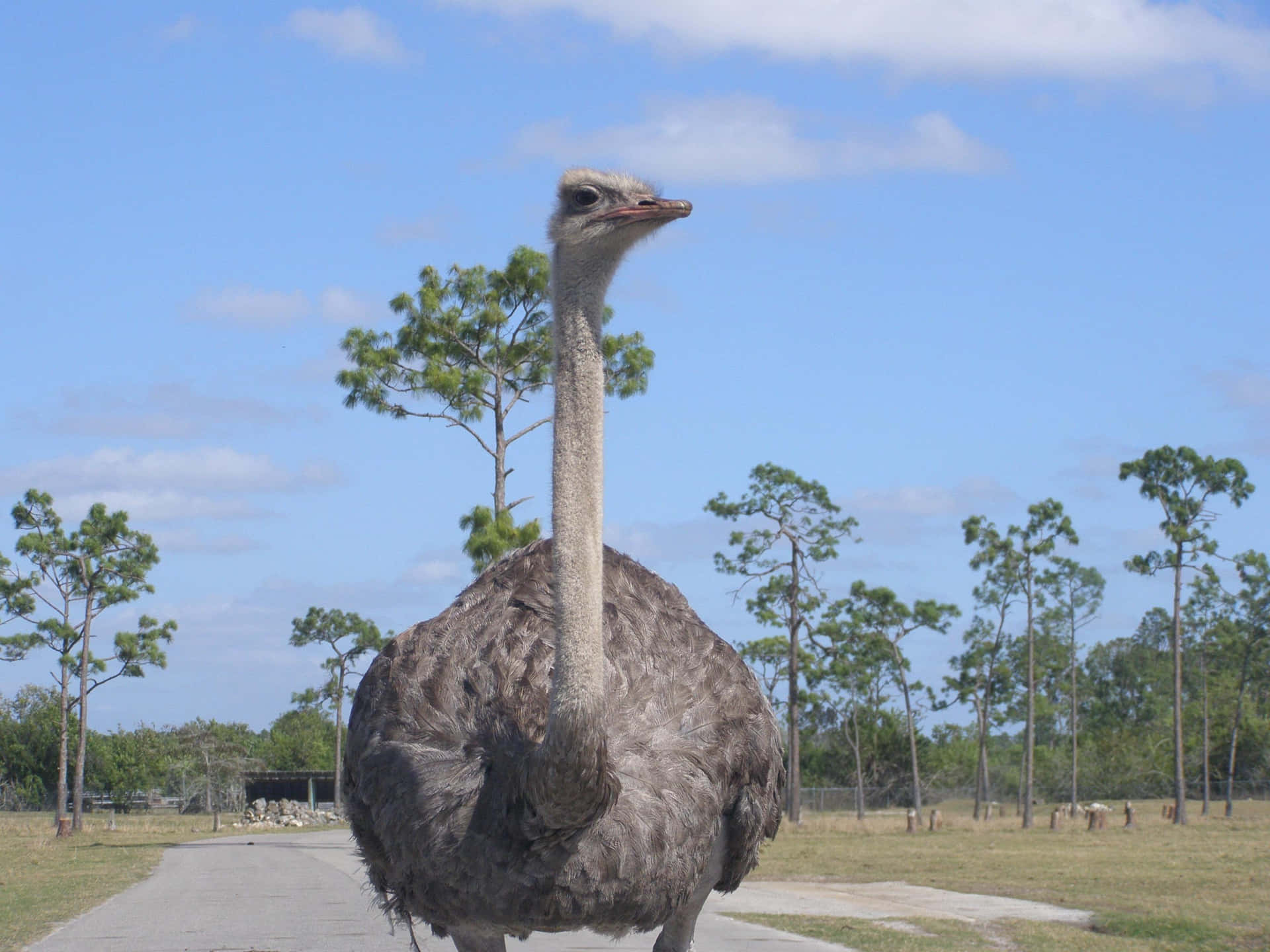 Ostrich Standing Tall Outdoors.jpg Background