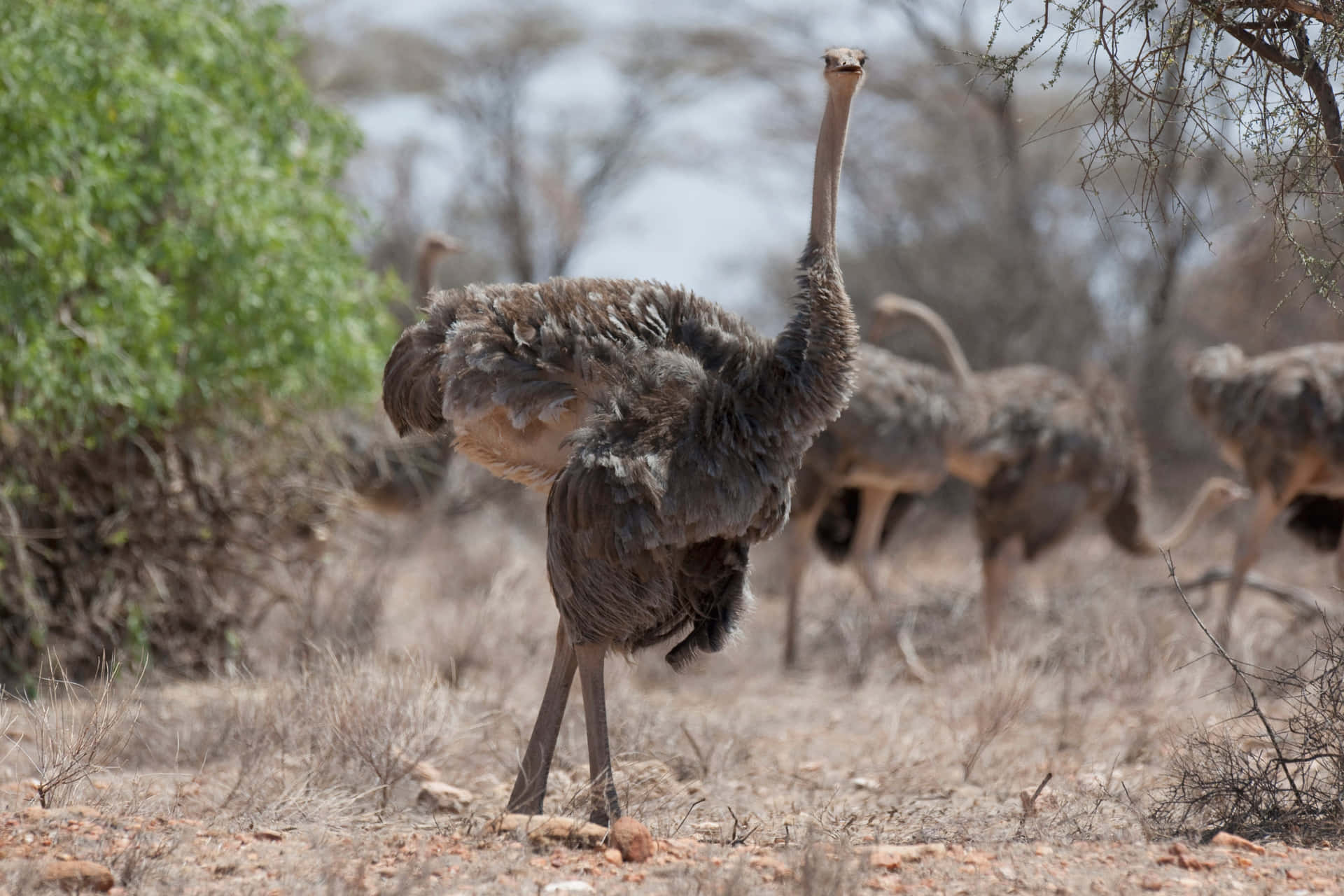 Ostrich Standing Tallin Savannah Background