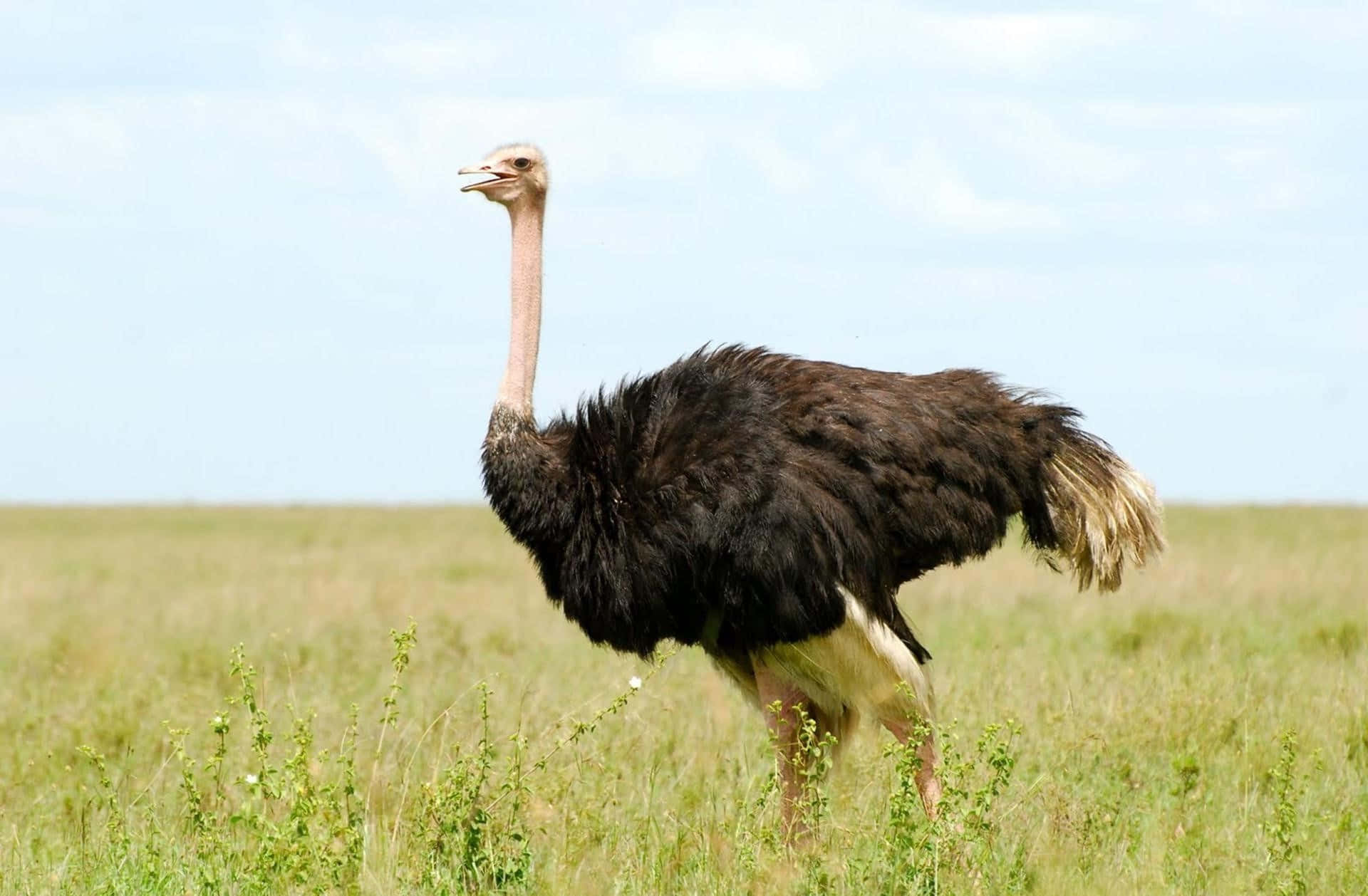 Ostrich Standingin Grassland.jpg