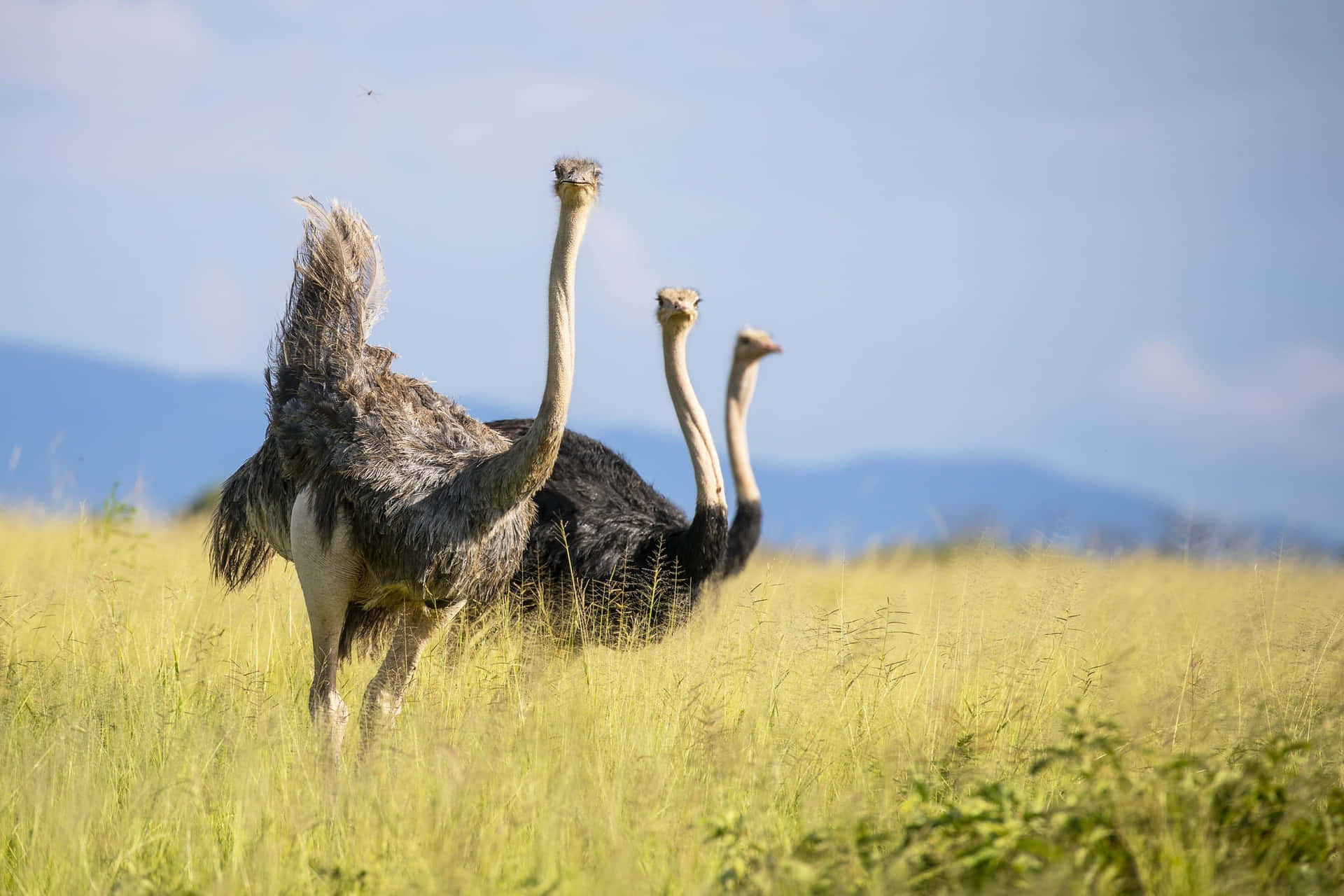 Ostrichesin Grassy Field Background