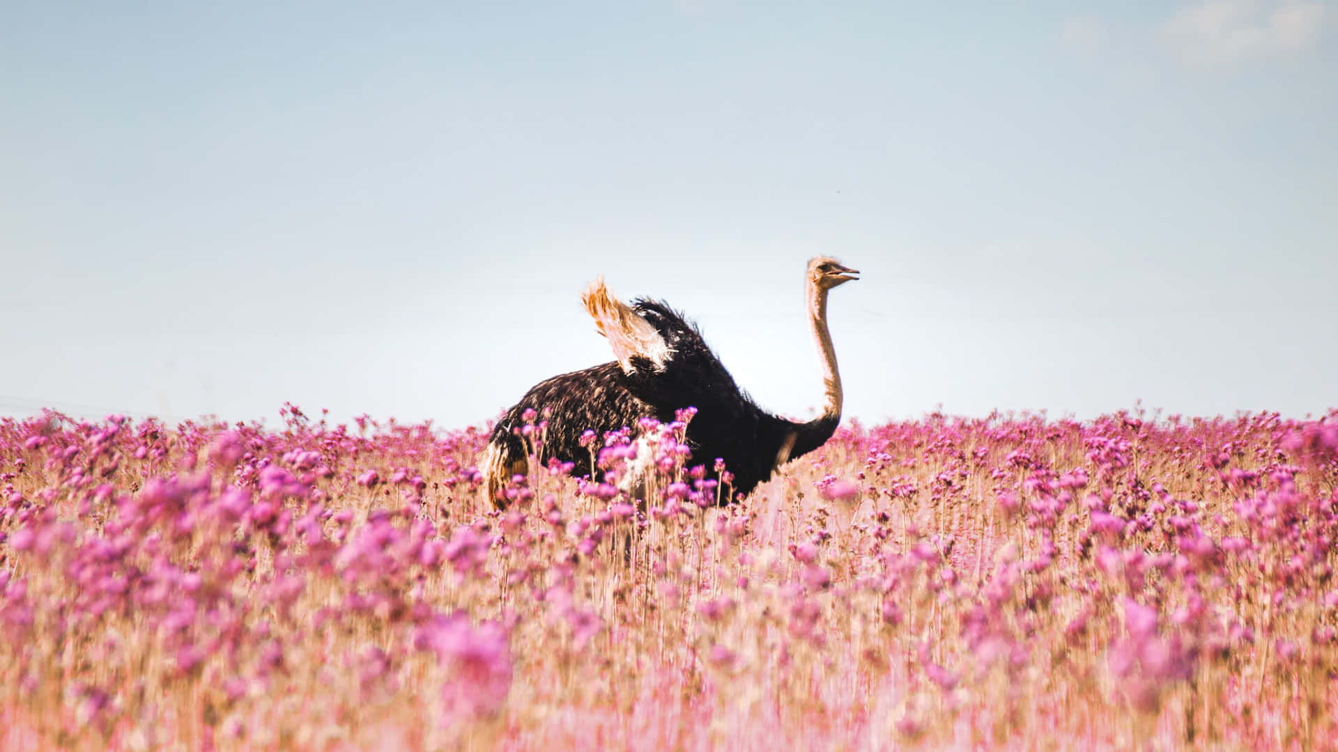 Ostrichin Purple Flower Field.jpg