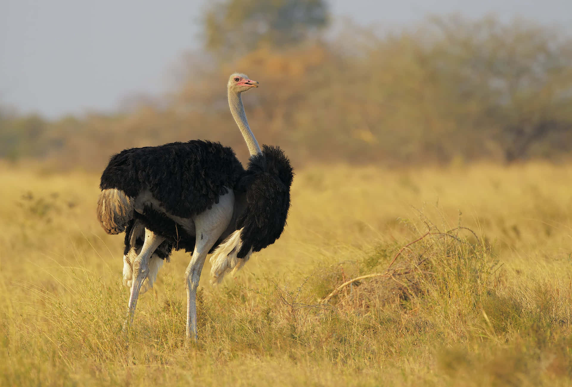 Ostrichin Savannah Background