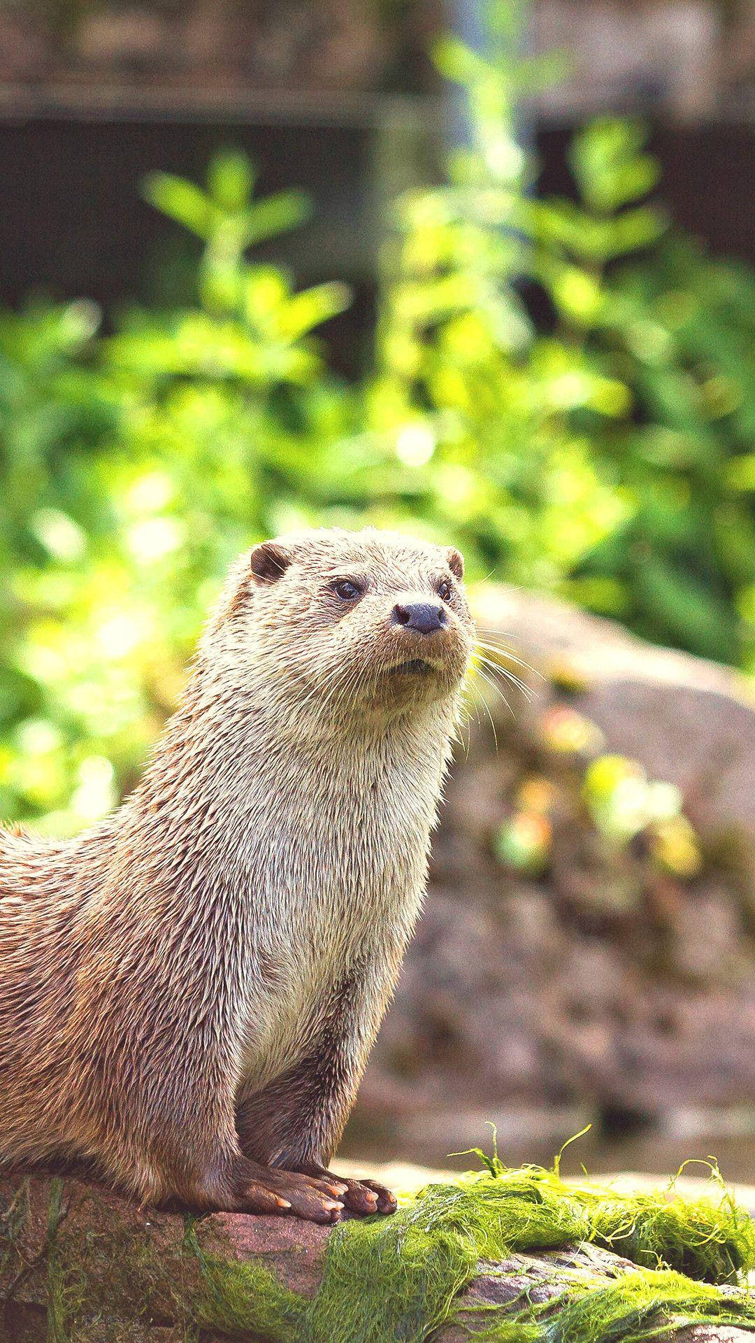 Otter At Daytime Background