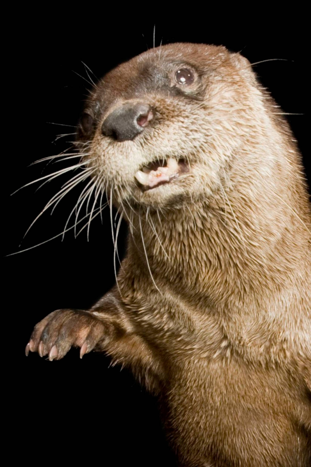 Otter Close-up Portrait Background