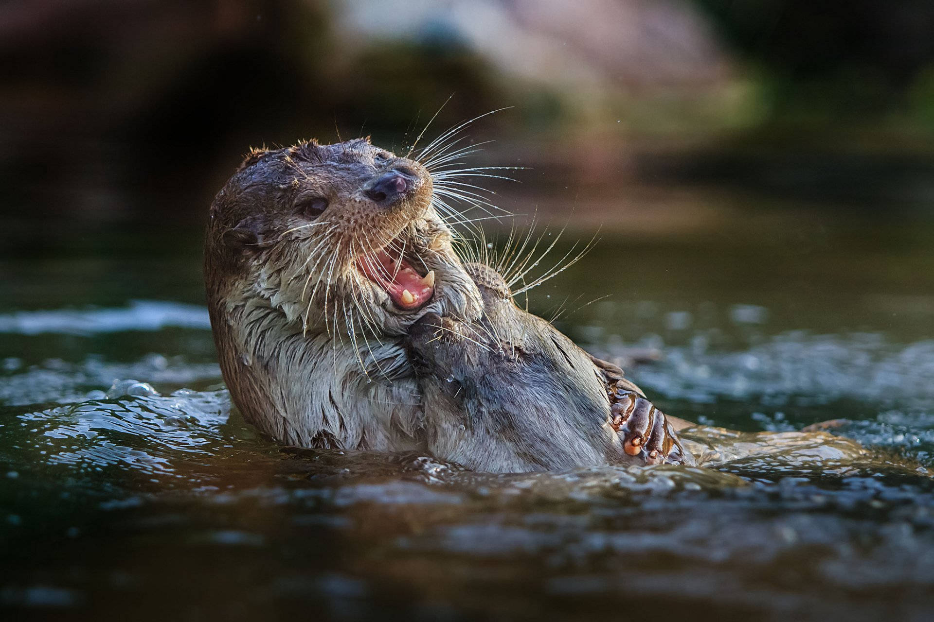 Otter Open Mouth Background