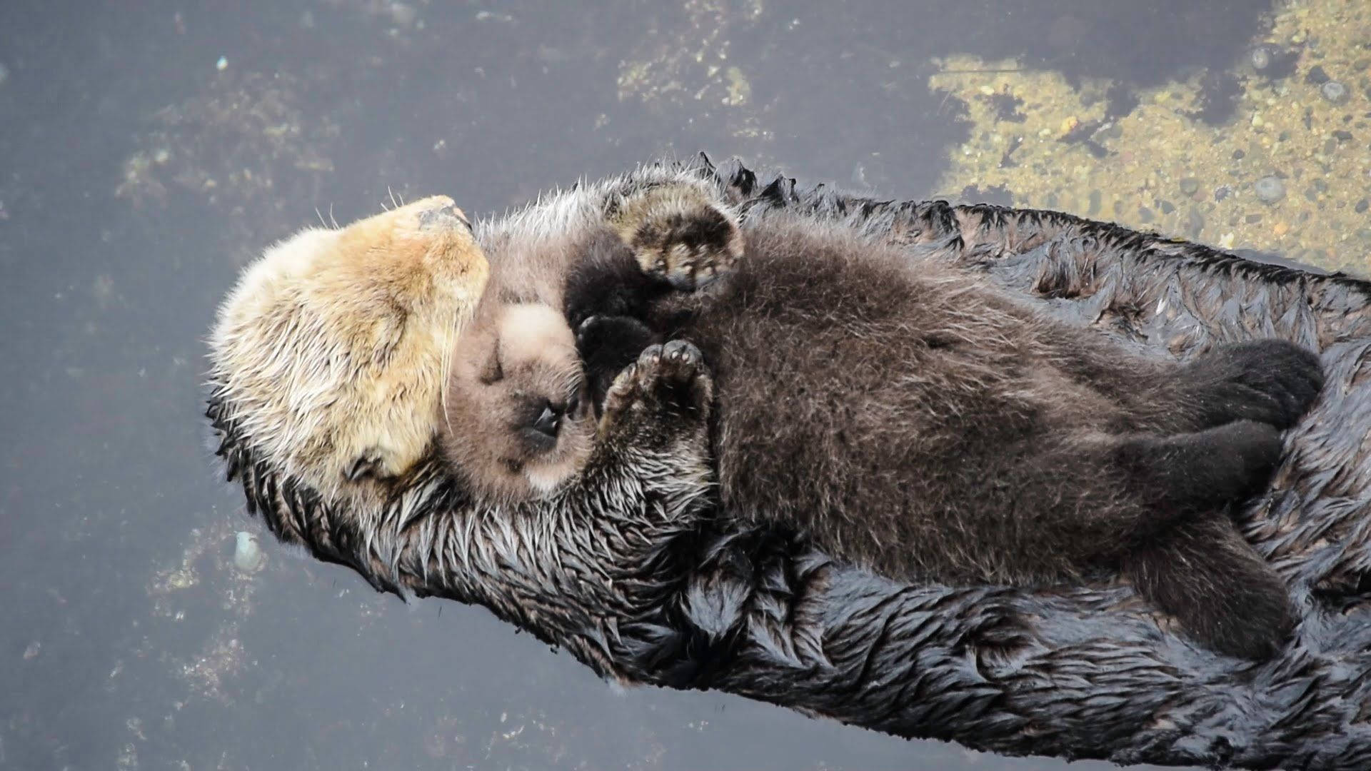 Otter With Pup
