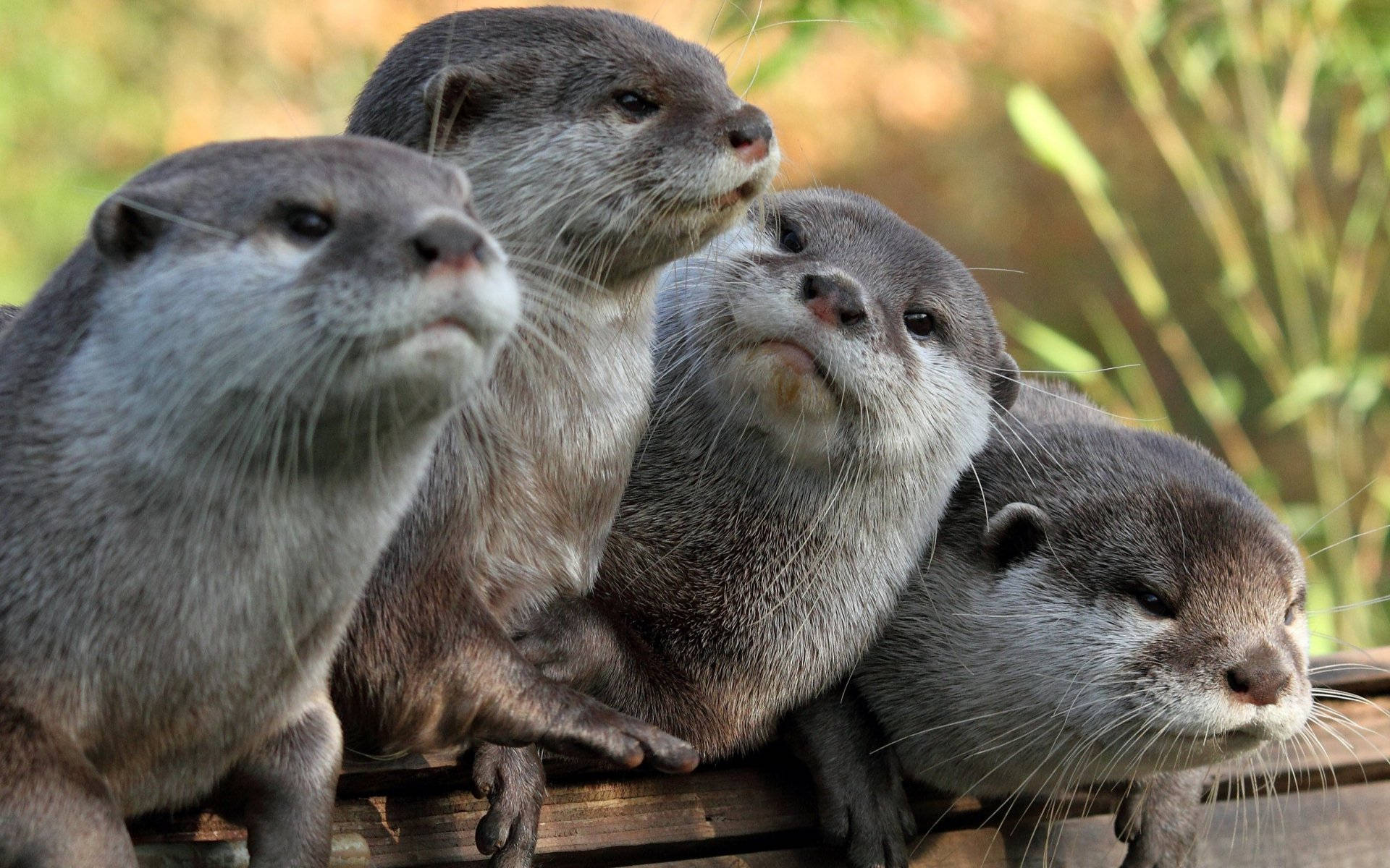 Otters In Line Background