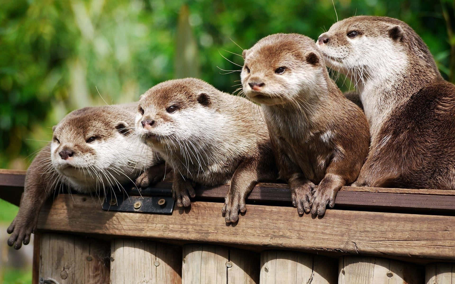 Otters Resting On Wooden Deck Background