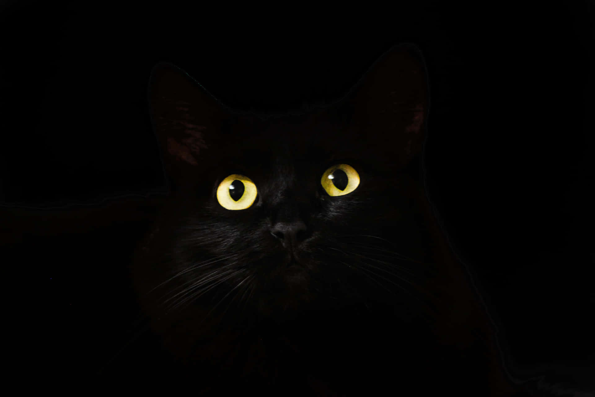Out Of Darkness Cute Cat Pfp Background