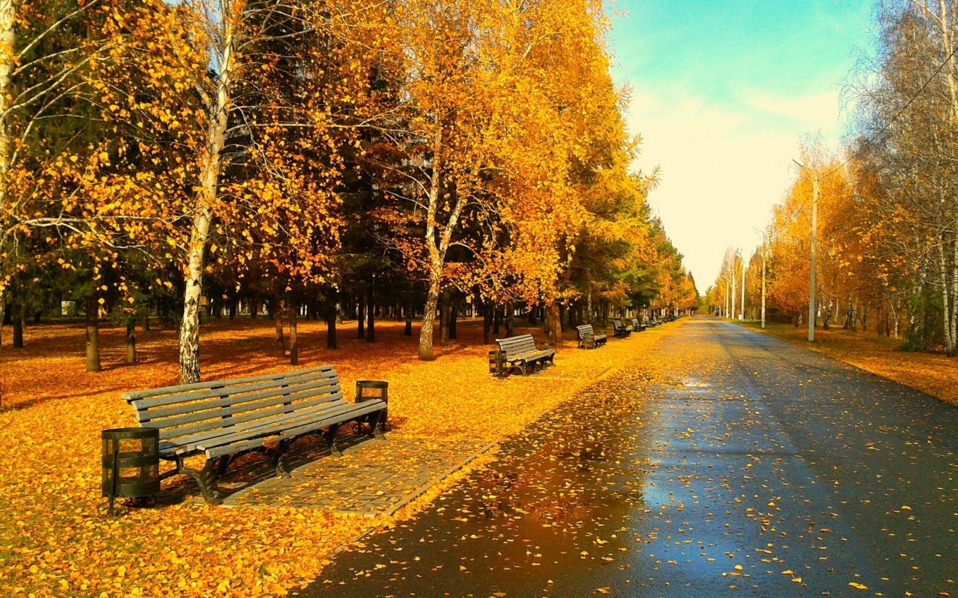 Outdoor Autumn Benches Background