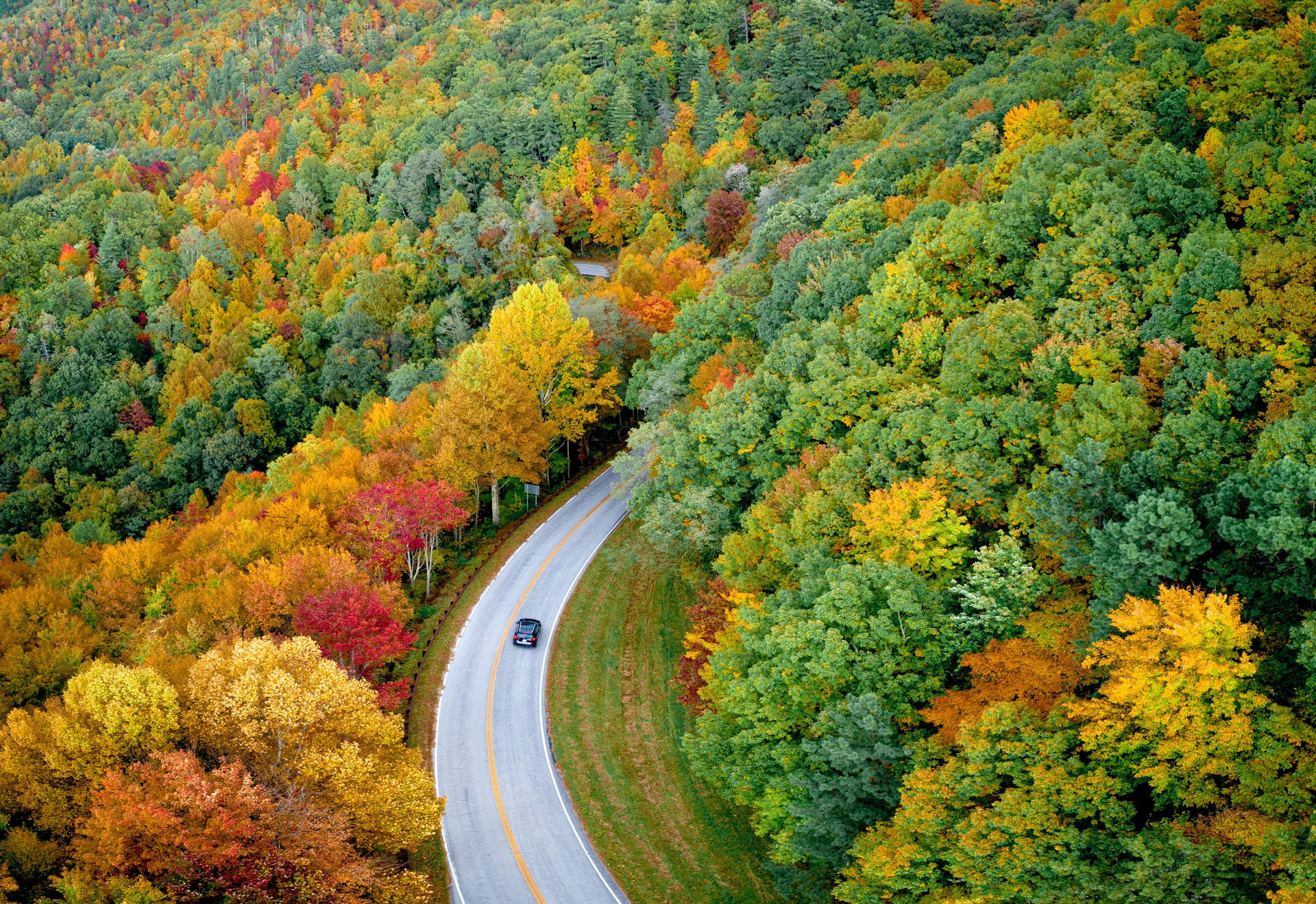 Outdoor Autumn Forest Road Background