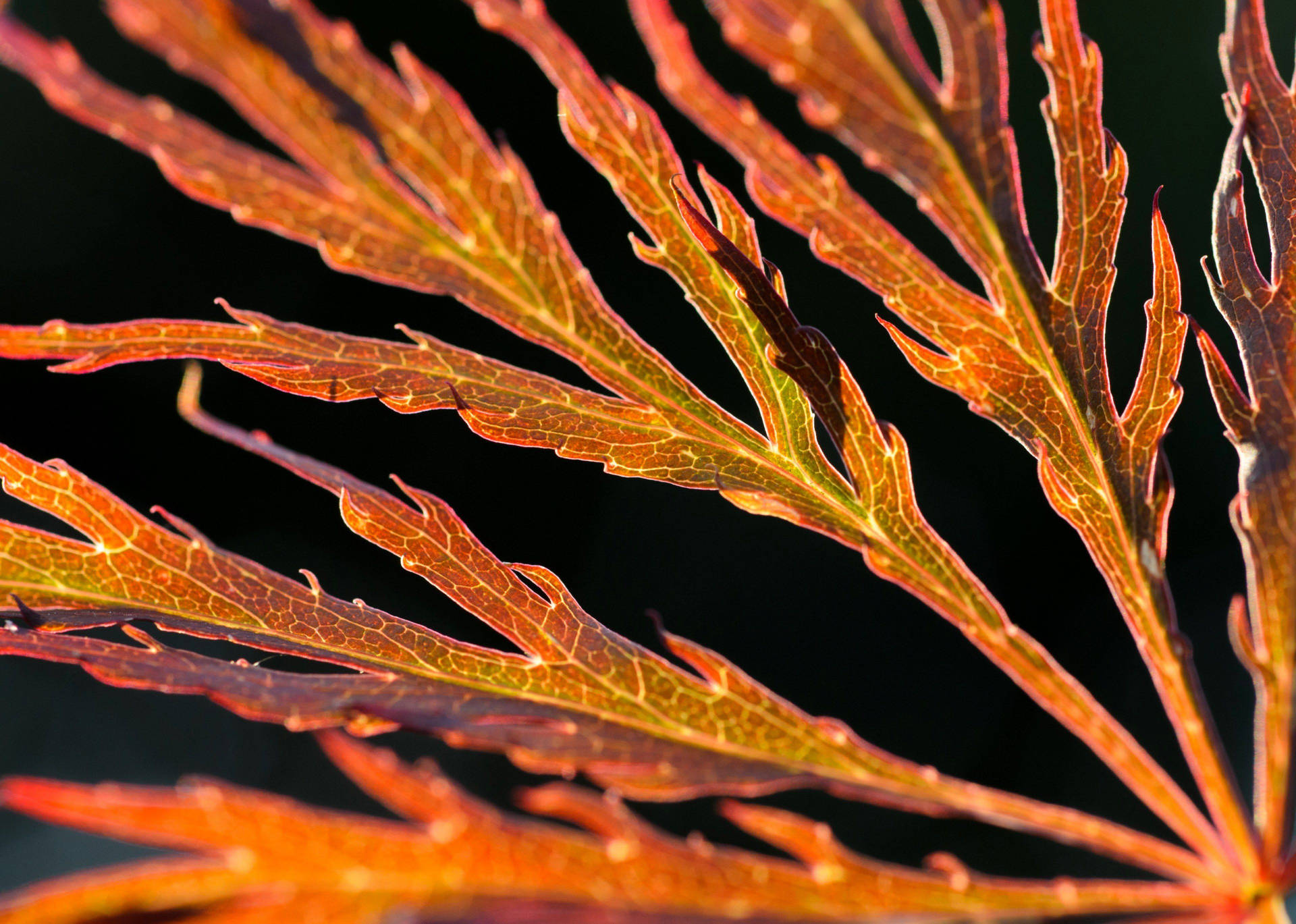 Outdoor Autumn Leaf Background