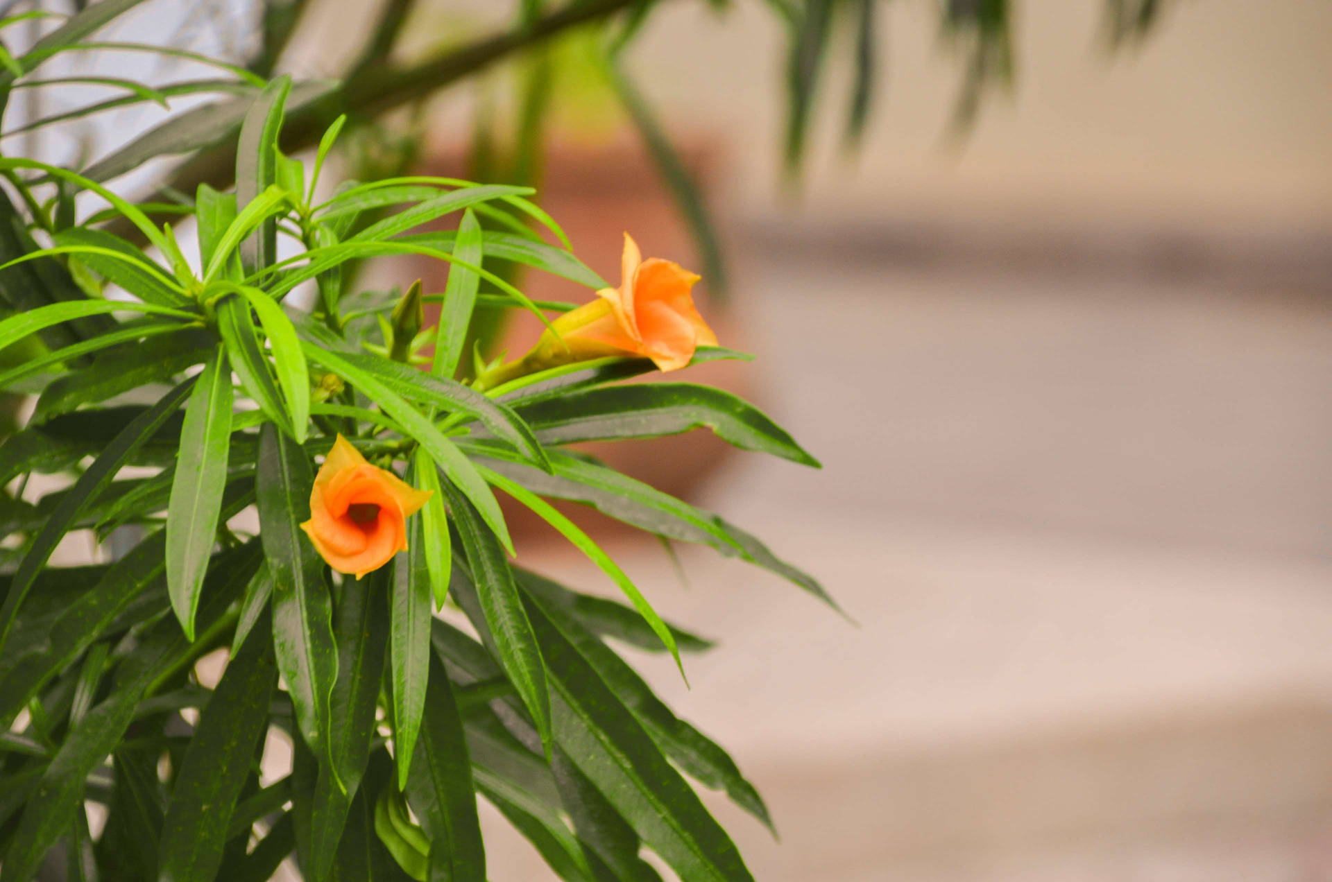 Outdoor Bell-like Flowers Background