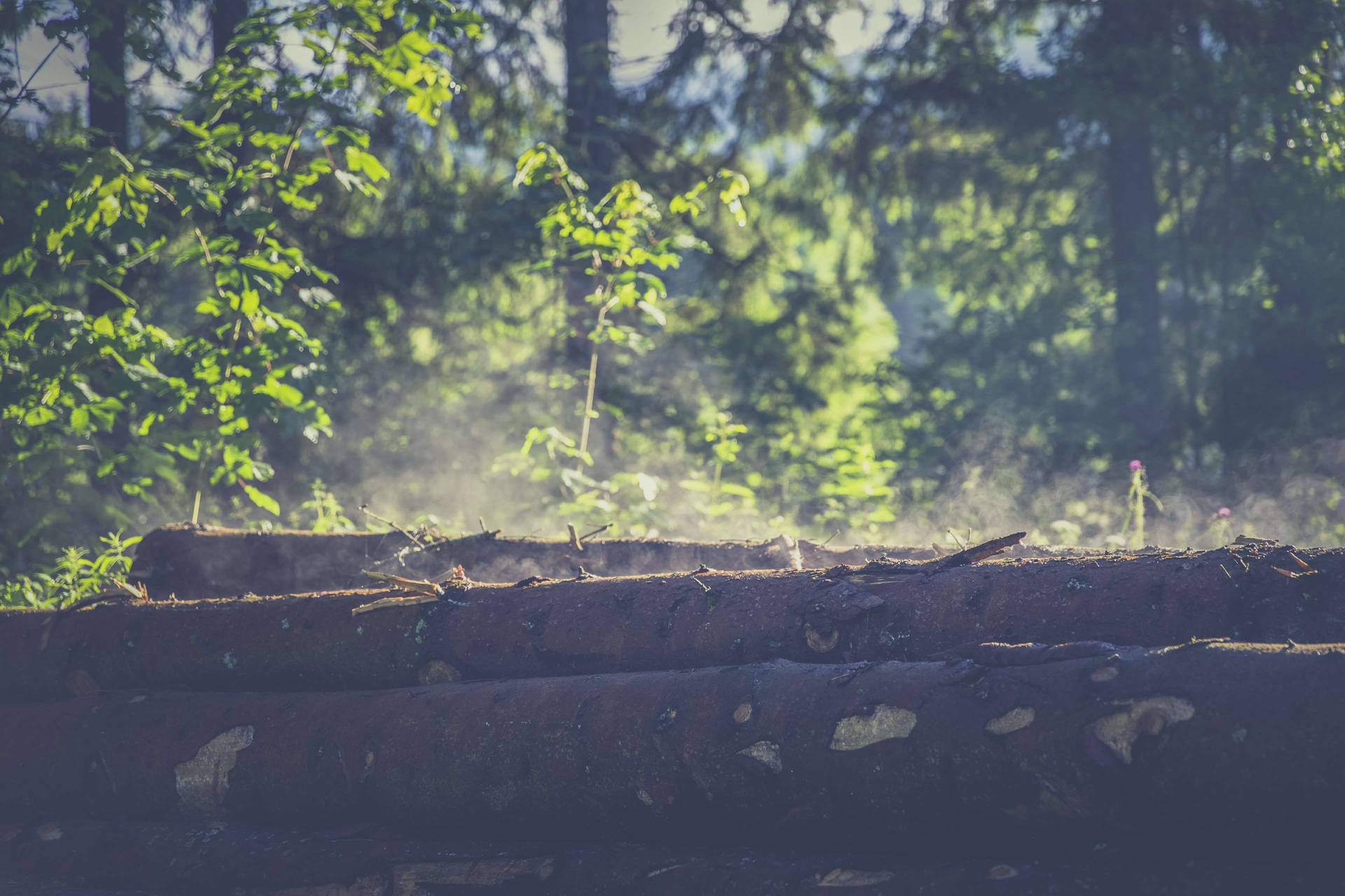 Outdoor Fallen Logs Background