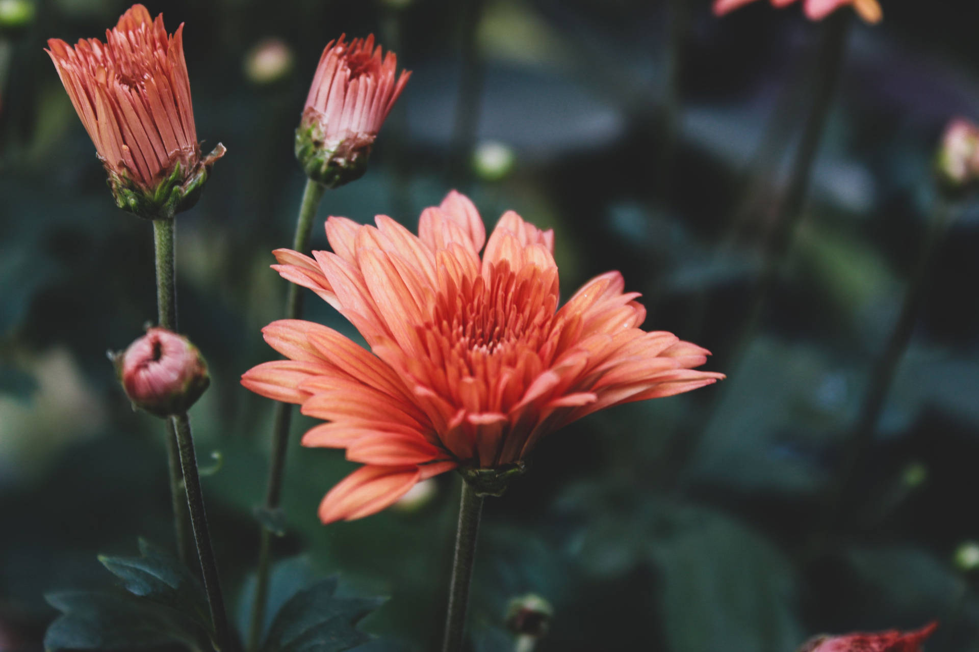 Outdoor Flower Blooming Background