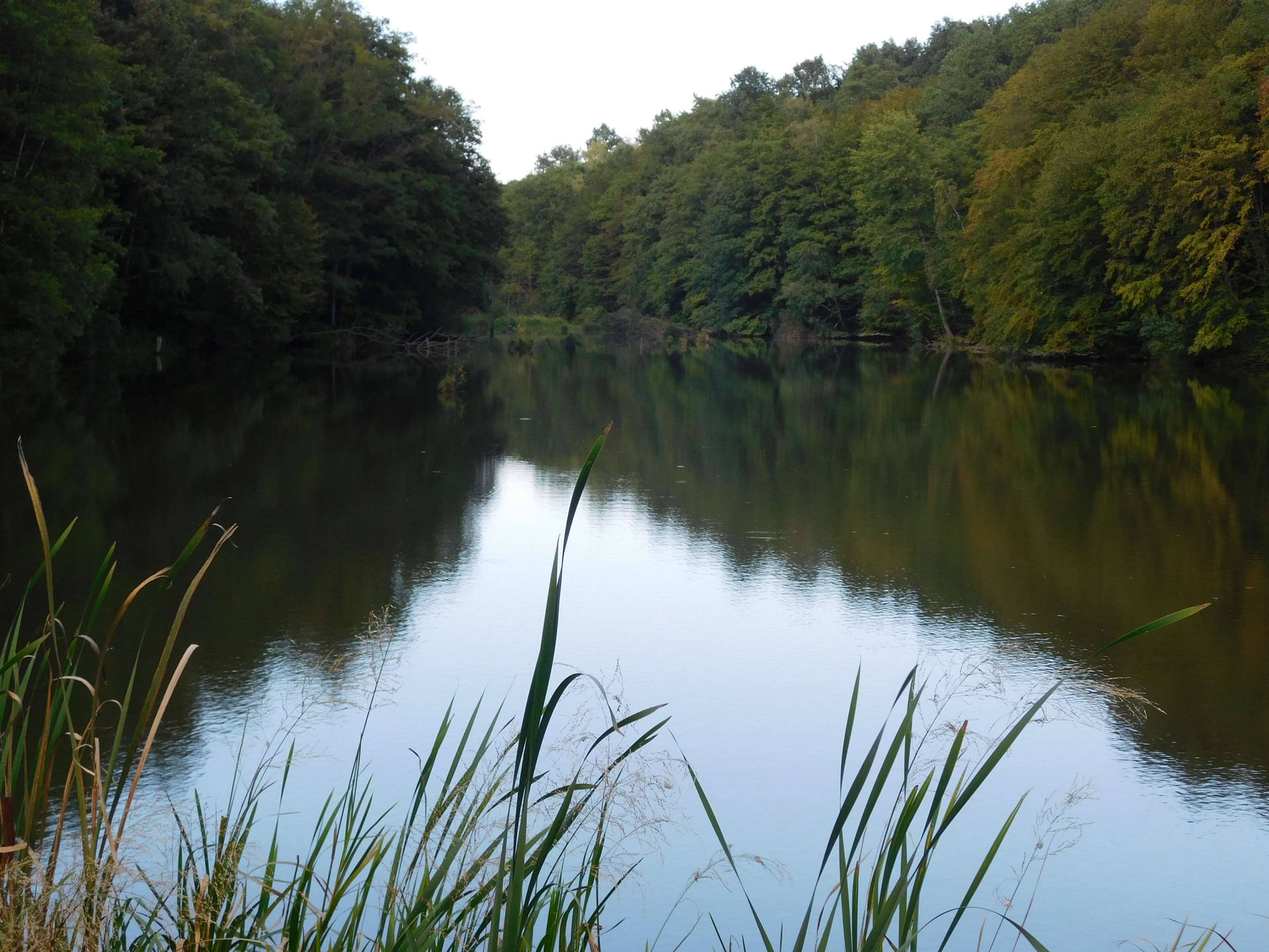 Outdoor Forested River Background