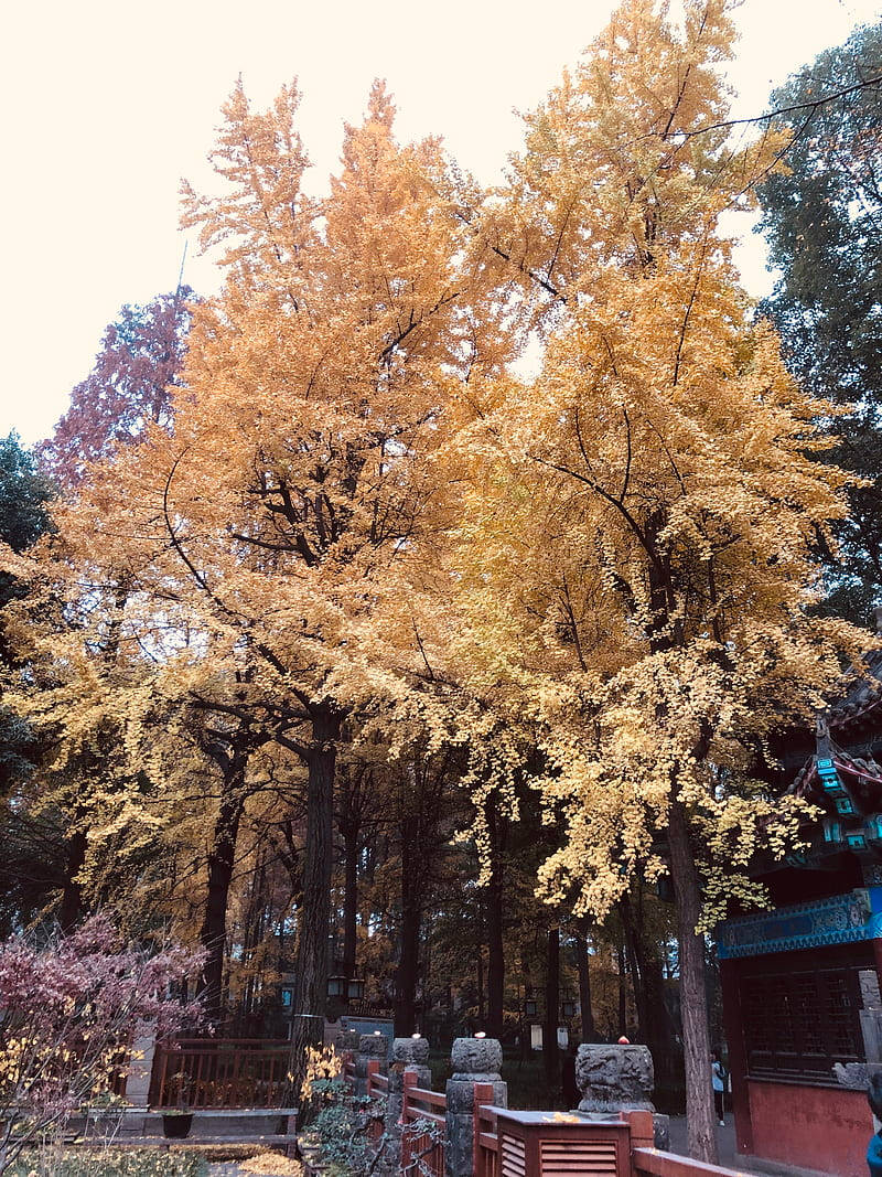 Outdoor Garden Chengdu Background