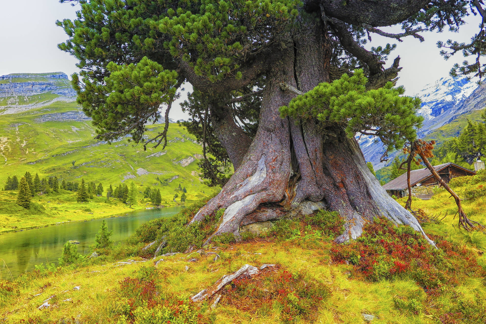 Outdoor Gigantic Tree Background