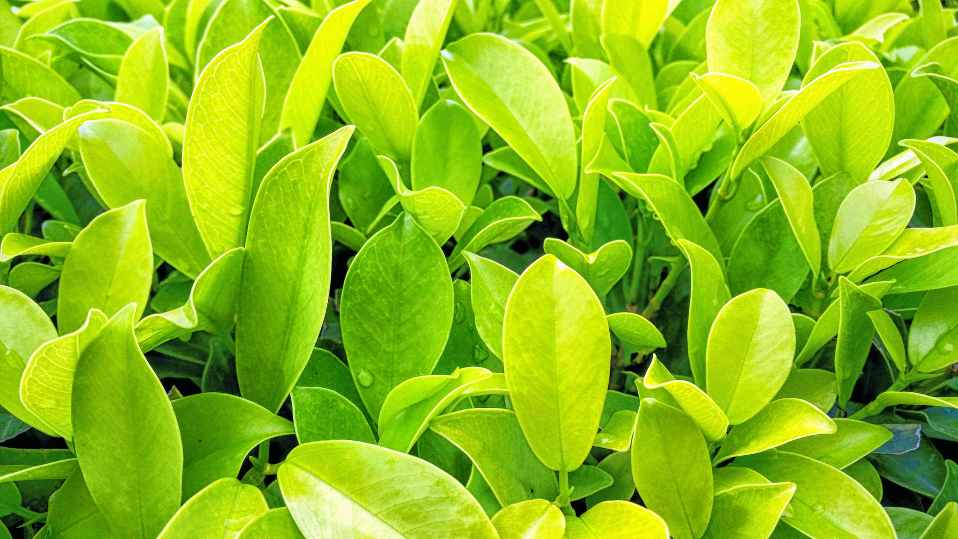 Outdoor Leafy Greens Background