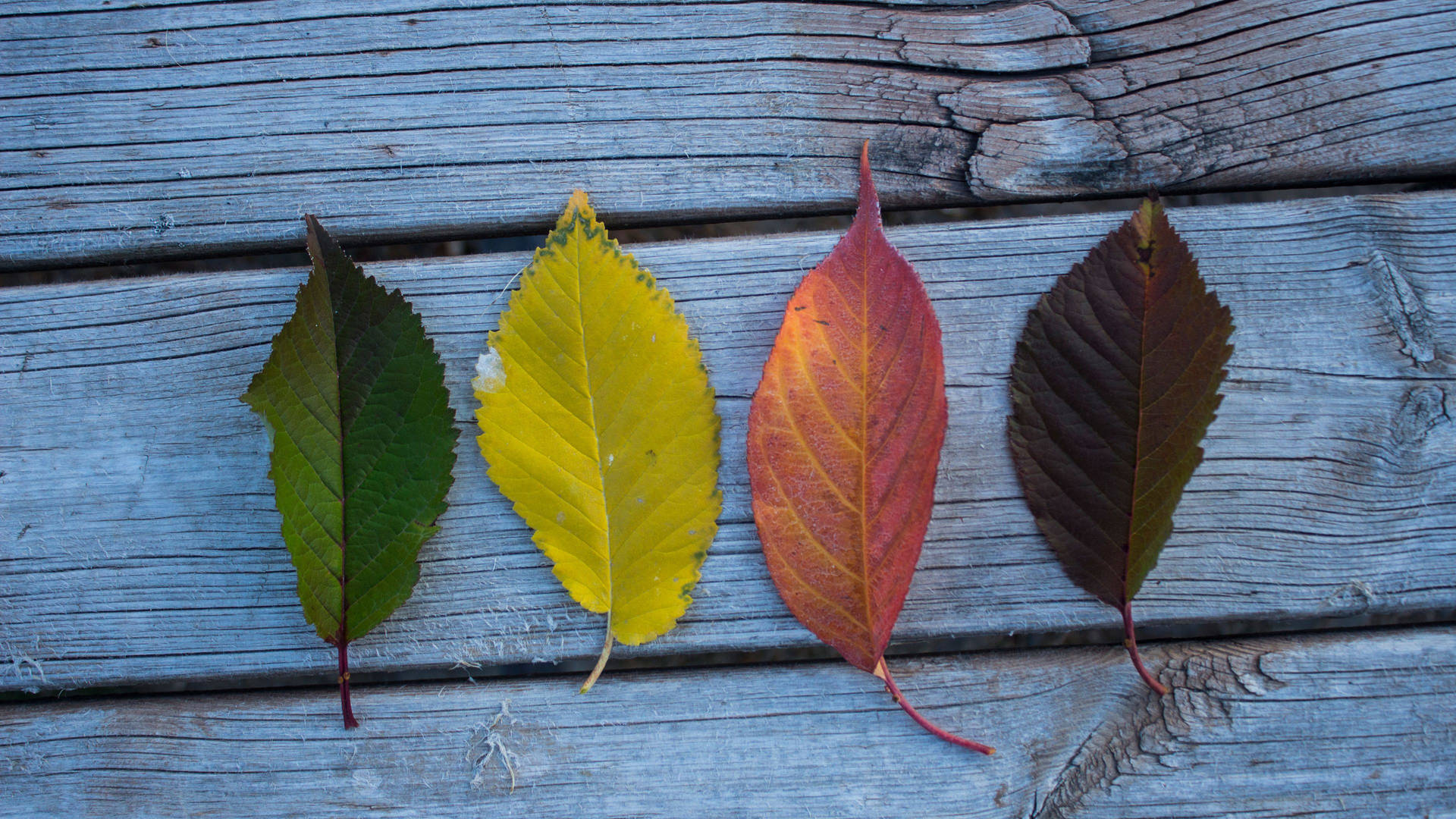 Outdoor Leaves Background