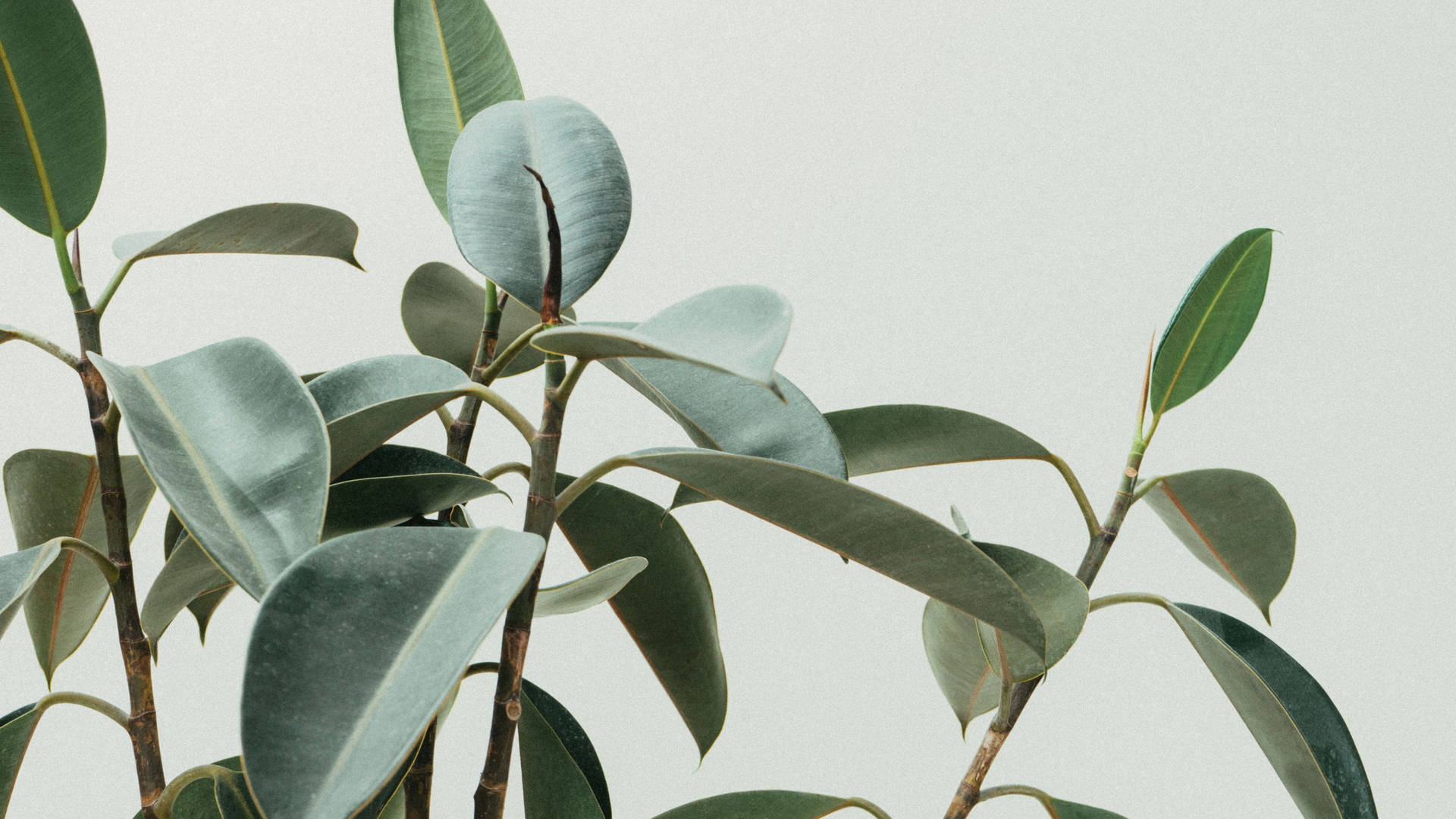 Outdoor Plant On White Background