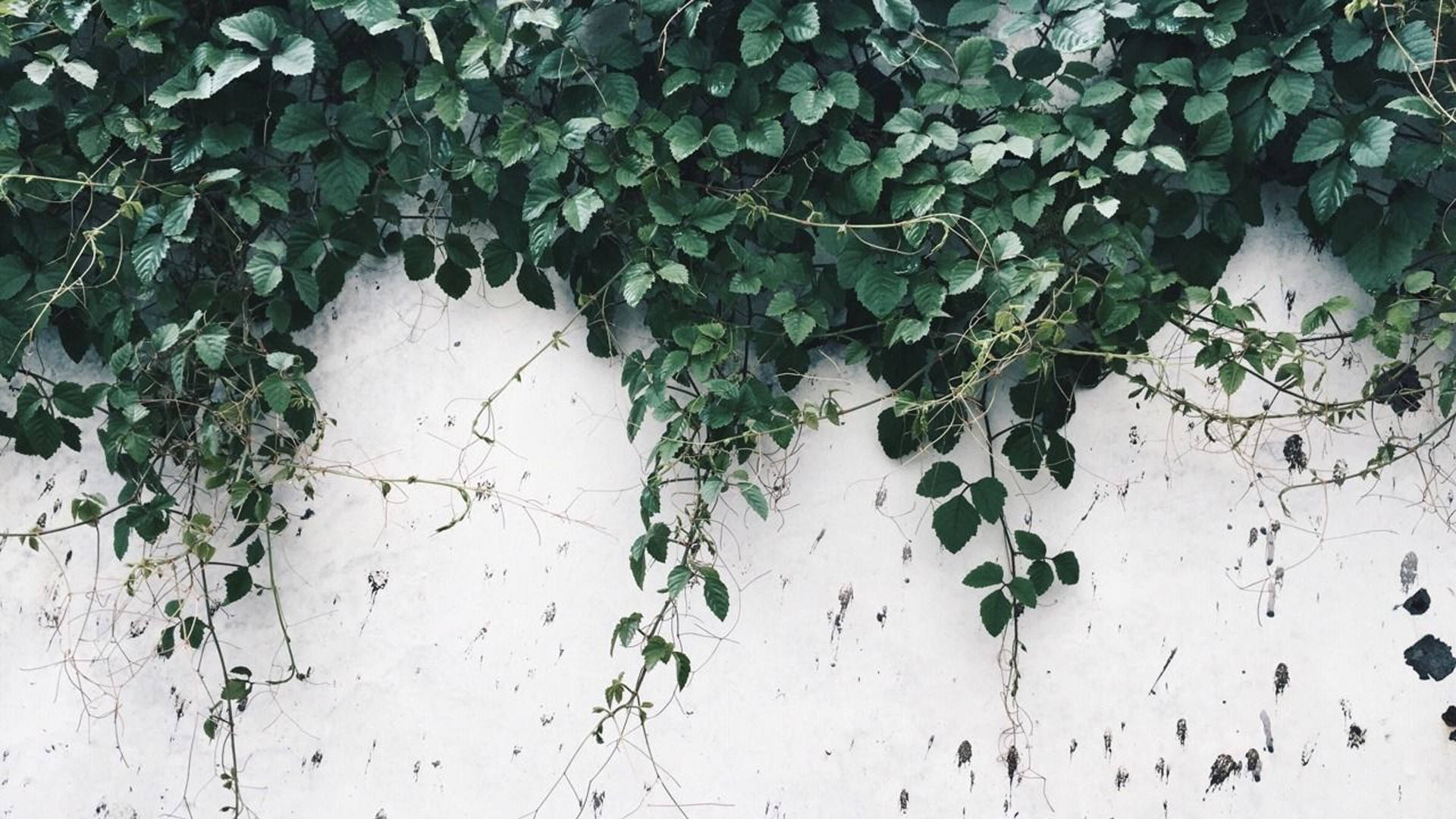 Outdoor Plants Green And White Aesthetic