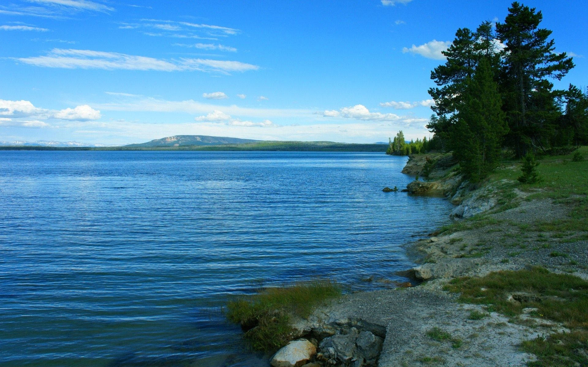 Outdoor Seaside Forest Background