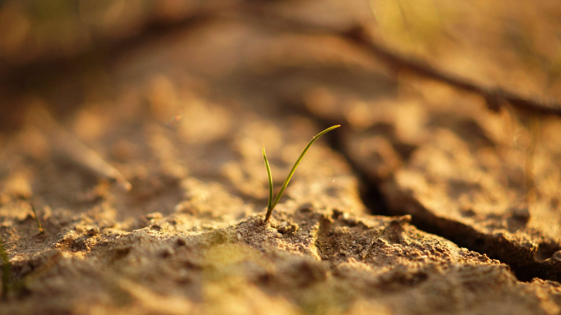 Outdoor Seedling Growing Background