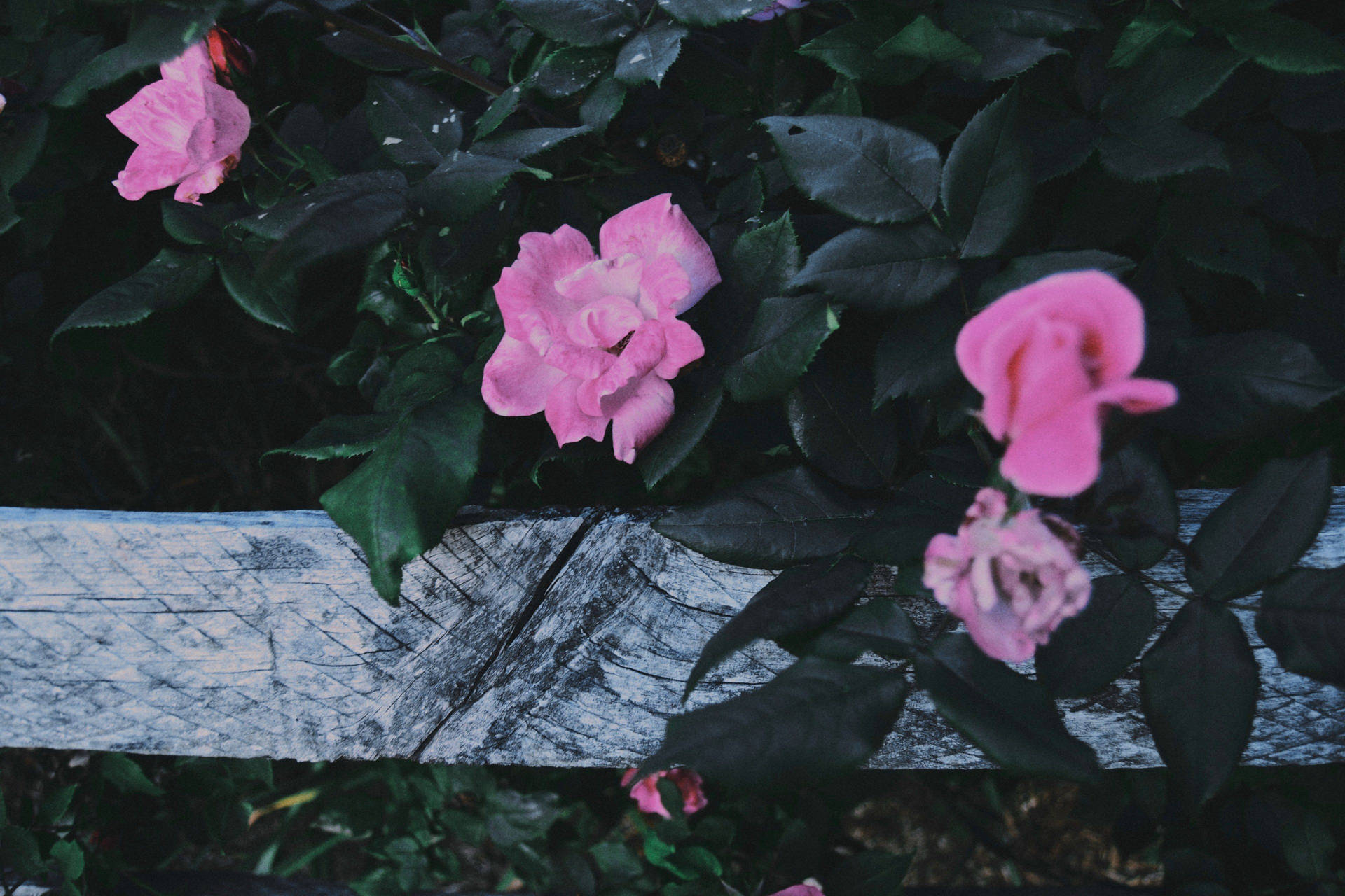 Outdoor Street Flower Background