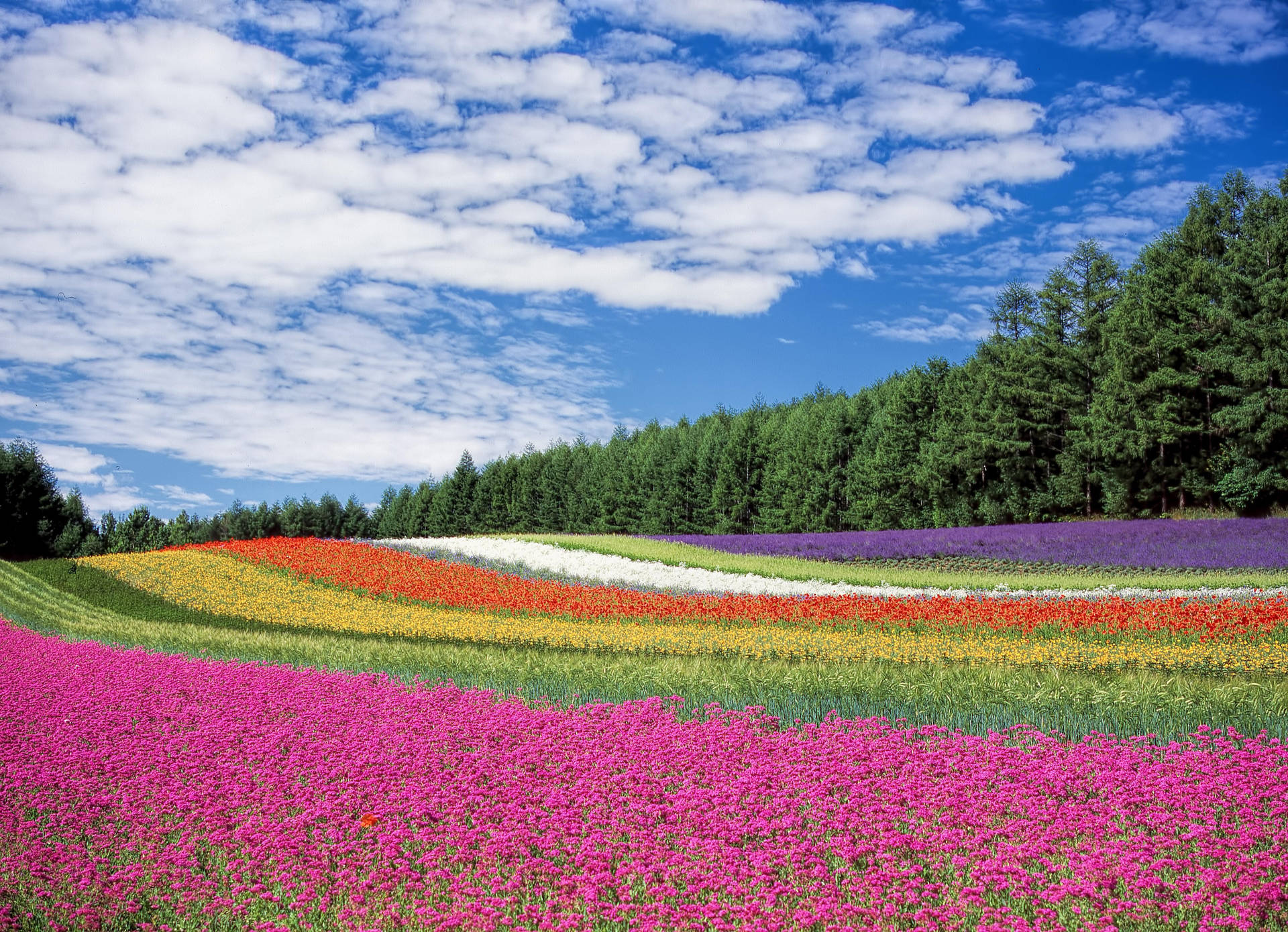 Outdoor Tulip Flower Field Background